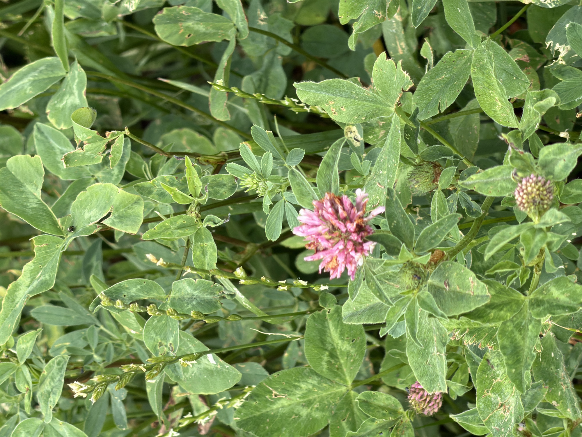The image displays a close-up view of dense green foliage, characteristic of a field or garden. A single pink clover flower is prominently featured in the center, with other clover blossoms and buds scattered throughout the frame. The leaves are compound, with three leaflets each, and exhibit a slightly velvety texture. Some leaves show minor damage, such as small tears or brown spots. The overall impression is one of natural, uncultivated growth. There are no people or man-made structures visible, and no specific details are provided about the city of Ozernoe, Russia.