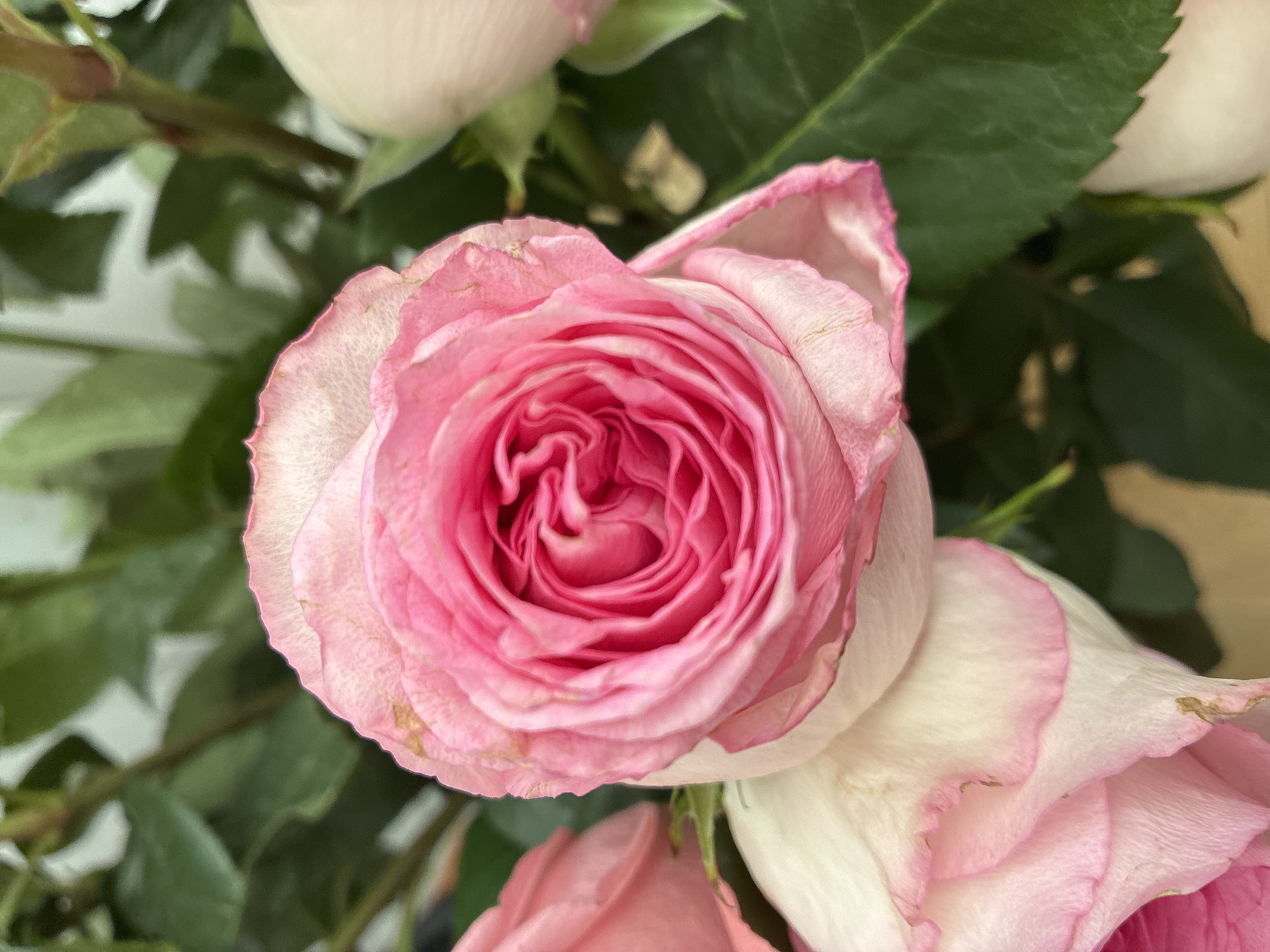 A close-up, overhead shot captures a cluster of pink roses and green leaves. The main focus is a tightly furled pink rose in the center, its petals spiraling inwards. To the left and bottom, partially visible, are other roses, some appearing lighter pink or white with pink edges. Dark green leaves fill the background and surround the blooms. The lighting is soft, highlighting the delicate texture of the rose petals. The image appears to be an indoor shot, possibly in a home or floral shop, with no discernible city or location details.