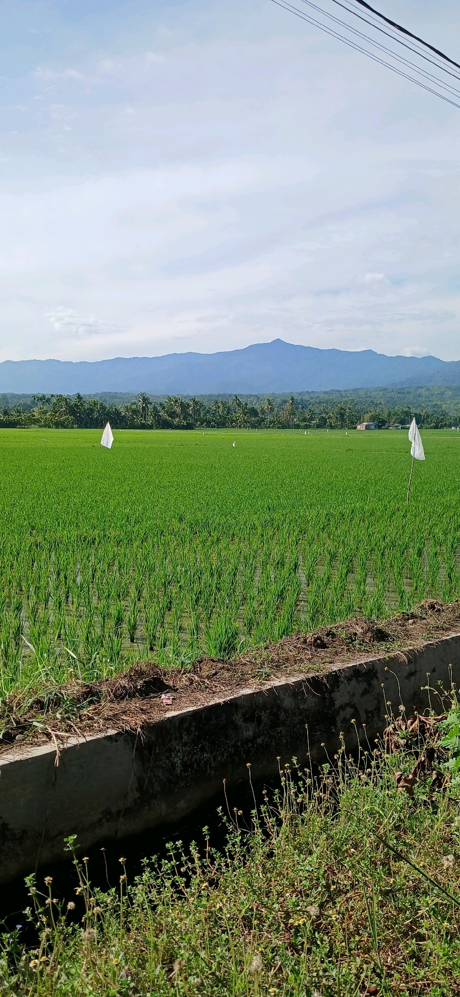 The image depicts a vast, vibrant green rice paddy field under a bright, partly cloudy sky. In the mid-ground, two white flags stand erect amidst the young rice stalks. A line of trees, likely a mix of palm and other tropical foliage, forms a dense border in the distance, behind which gentle blue mountains are visible. A small building, possibly a house or a shed, can be seen nestled within the treeline on the right side of the frame. The foreground features a concrete channel or drain, its edge lined with dry grass and soil, with lush green vegetation growing densely along its base. Overhead, dark power lines stretch across the top of the frame, indicating the proximity of infrastructure to this rural landscape. The scene is a typical agricultural vista found in areas like Darussalam, Indonesia, characterized by expansive rice cultivation and natural mountain scenery.