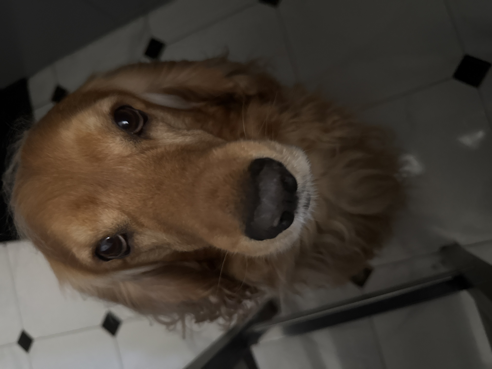 A close-up, high-angle, eye-level shot shows a golden-brown dog's face. The dog is looking directly at the camera. Its eyes are dark brown and appear wet. The dog's nose is black and wet. Its ears are long and floppy, with wavy golden-brown fur. The dog's fur is short on its face and longer around its neck and body, with a wavy texture. The background consists of a floor with a checkered pattern of white and black squares. The lighting is dim, with some areas of shadow.