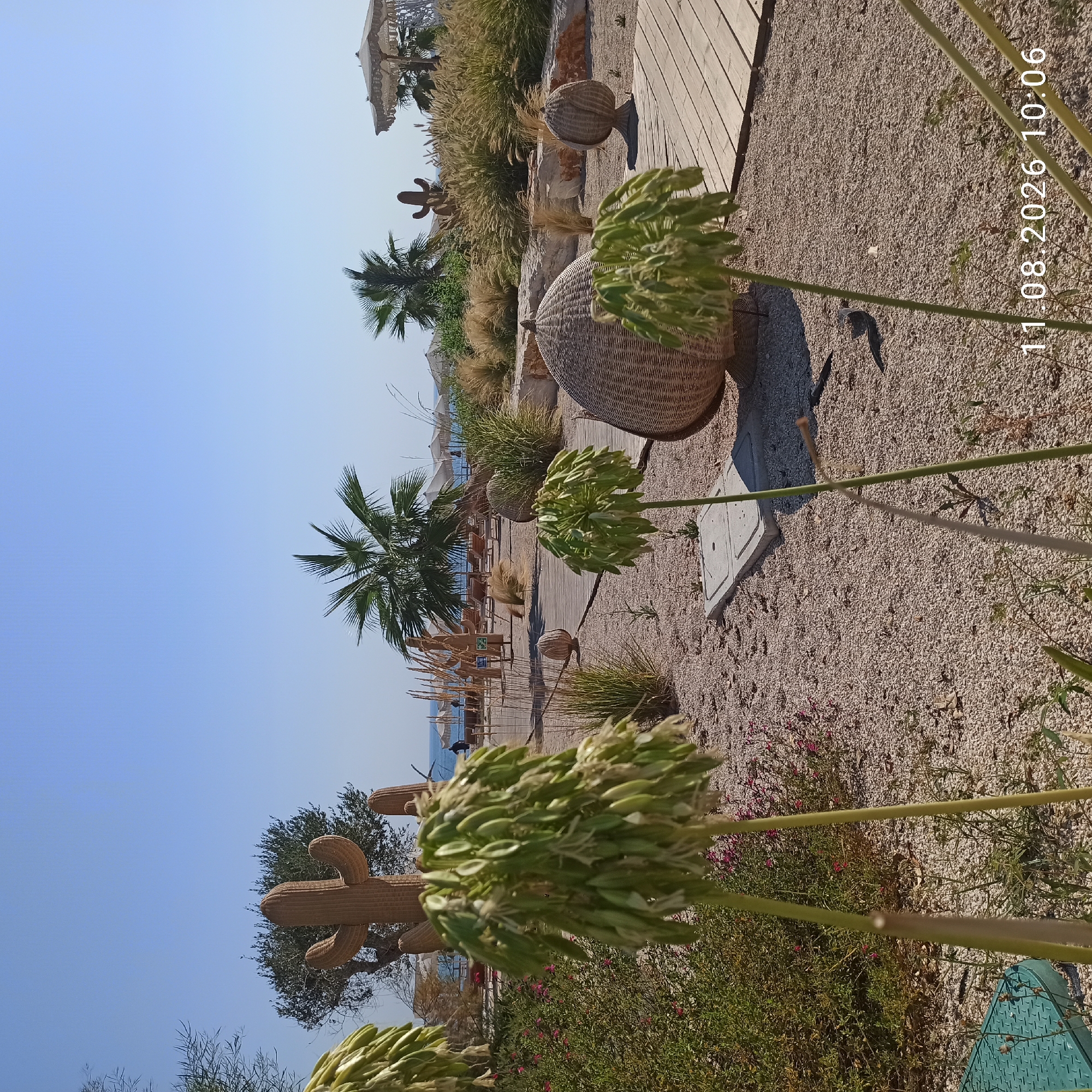 The image shows a beach resort in Molfetta, Italy. In the foreground, there are two tall, green, flowering plants with hanging seed pods. To the right, there is a woven spherical armchair and a wooden pathway made of planks. Behind these, there are decorative wicker cacti, tall grasses, and a large olive tree. In the background, a sandy beach stretches towards the sea, with lounge chairs, umbrellas, and a few people visible. The sky is clear and blue. The image has a timestamp in the bottom right corner: "11.08.2026 10:06".