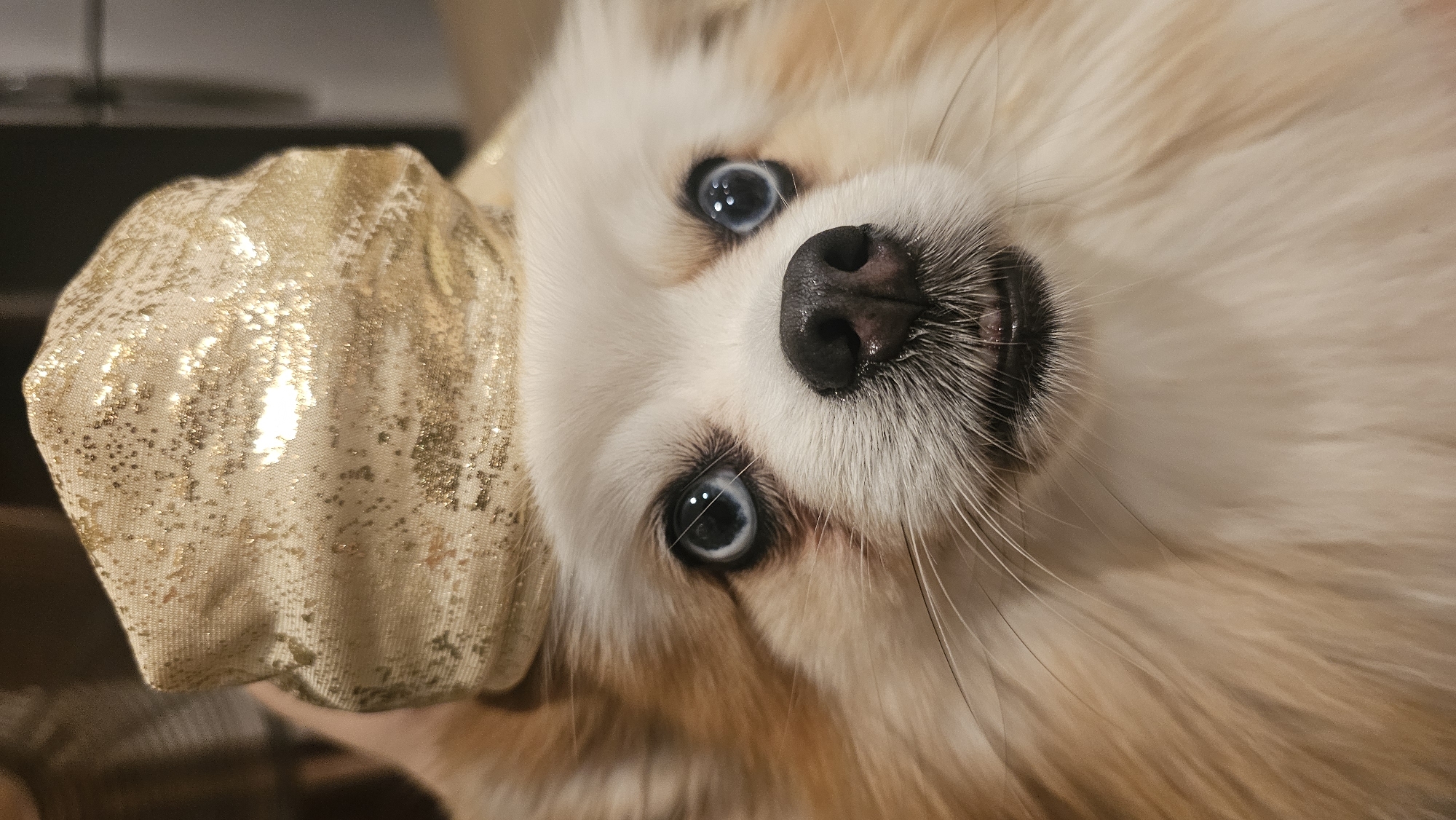 A close-up, head-on shot captures a Pomeranian dog wearing a gold, glitter-embellished fabric hat. The dog's face dominates the frame, with its light-colored fur and piercing blue eyes clearly visible. Its black nose and slightly parted mouth, revealing a hint of its tongue, are also in focus. The hat, made of a textured, shiny material with gold flecks, sits atop its head. The background is blurred, suggesting an indoor setting. There is no identifiable connection to Ko Samui District, Thailand, in this image.