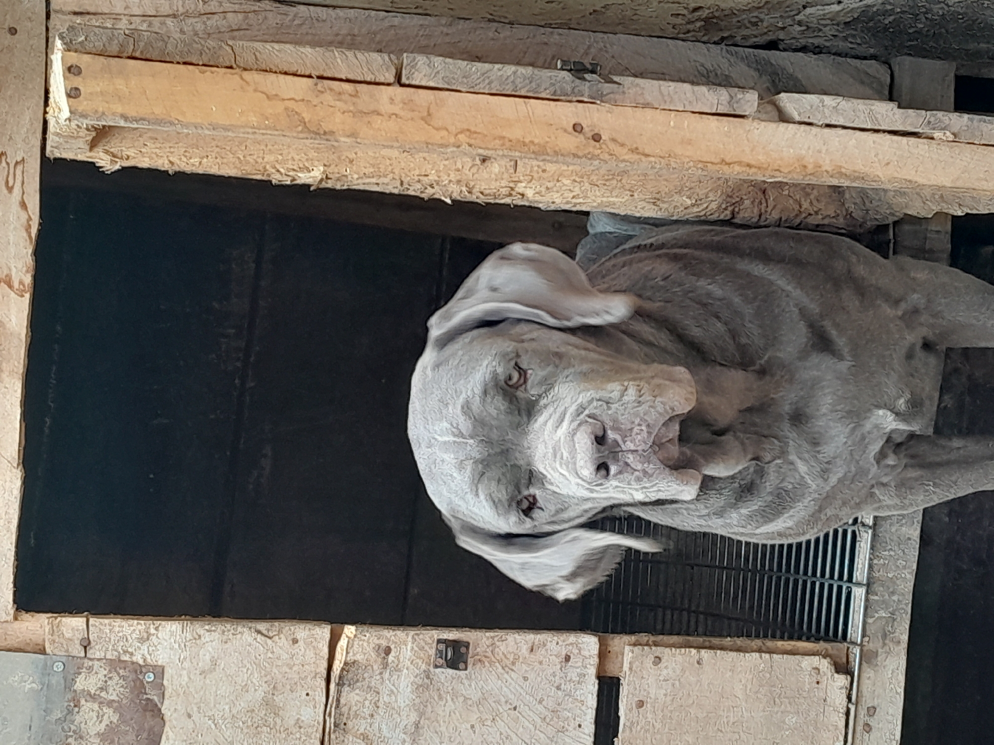 A medium gray Weimaraner dog is lying in a wooden shelter, facing towards the camera. The shelter is constructed of rough-cut lumber and dark, possibly stained, wood panels. A metal grate is visible in the lower right corner of the frame. The location is not discernible from the image, and there is no evidence to support that it is in Jos, Nigeria.