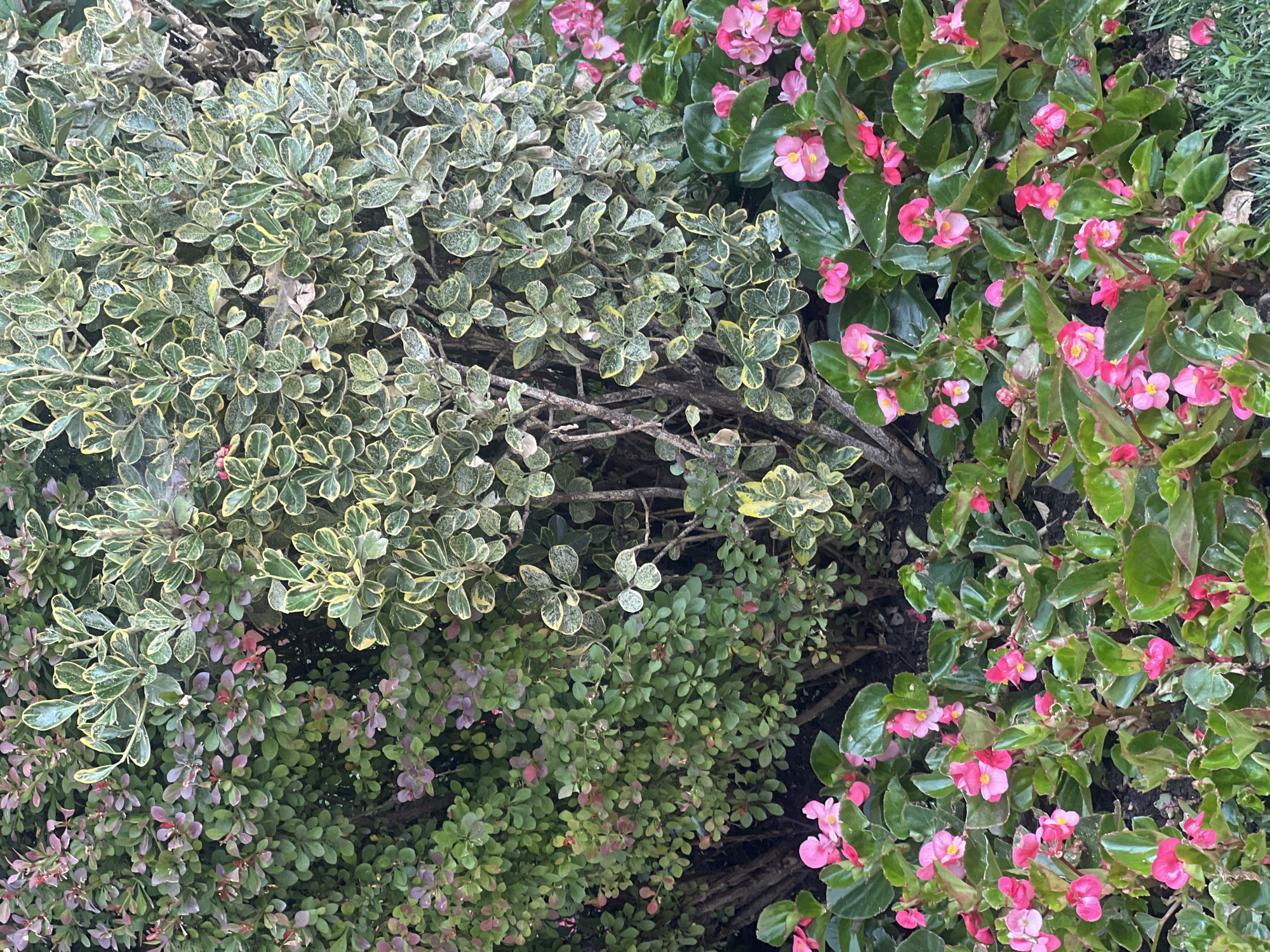 The image depicts a garden scene with a variety of plants, located in Iași, Romania. In the foreground, a dense bed of bright pink begonia flowers with lush green leaves is visible. Behind the begonias, two types of shrubs dominate the midground. On the left, a shrub with small, dense green leaves and some reddish-purple hues is present. To the right of this, a variegated shrub with oval-shaped leaves, edged in yellow and green, creates a contrasting texture and color. The background consists of more foliage and branches, with some areas appearing darker and less defined. The overall impression is of a well-maintained garden area, possibly a park or a private residence in the city of Iași. No people are visible in the image.