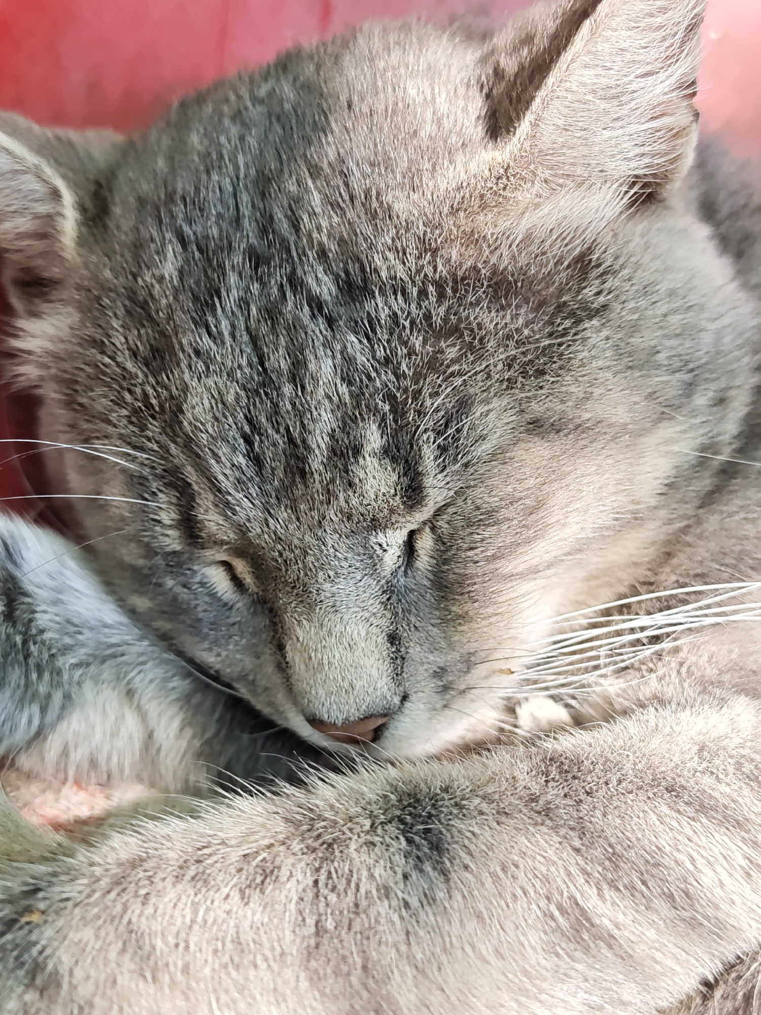 The image is a close-up, high-angle, portrait-style shot of a gray tabby cat sleeping. The cat's face is in sharp focus, with its eyes closed, and its body is curled up. The cat's fur exhibits typical tabby markings of gray and black stripes. Its whiskers are visible, extending outwards. The background is a soft-focus red color, suggesting the cat is resting on a red surface or against a red object. No people or other animals are visible. There is no indication of the location being in Parkhomivka, Ukraine, or any other specific city.