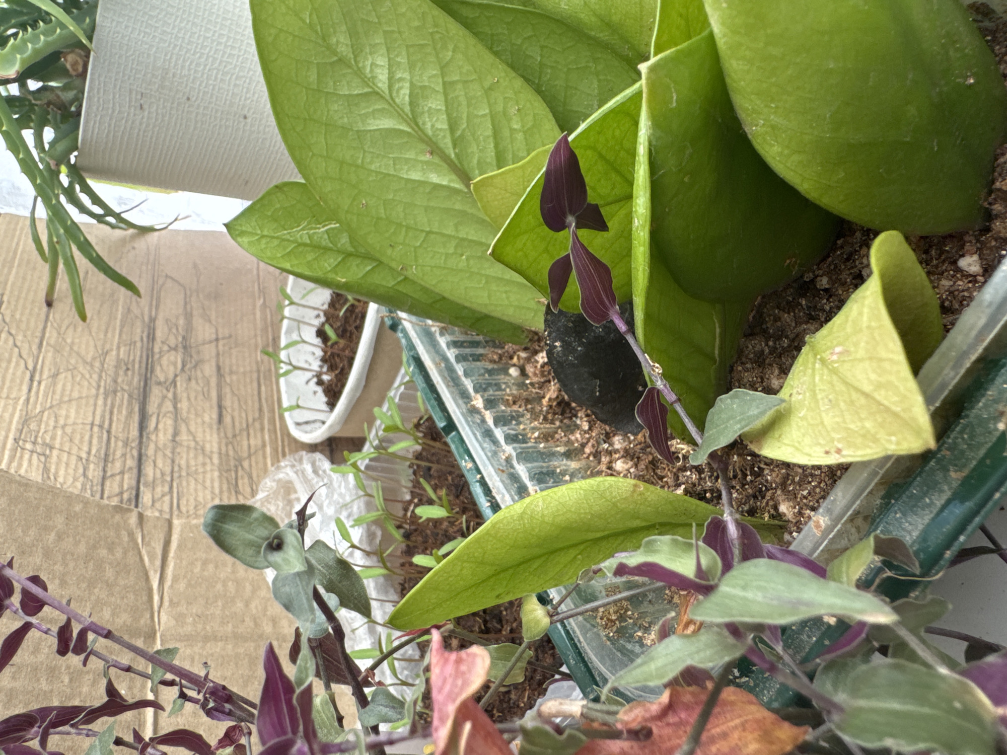 The image shows a collection of houseplants. There's a ZZ plant with its distinctive broad, green leaves, a Wandering Jew plant with purple-tinged foliage, and another succulent-like plant with slender, finger-like leaves. The plants are situated in pots or containers of various materials and designs. Some are in plastic containers, while others appear to be in ceramic pots. The pots are placed on a surface that includes a cardboard piece. The location, Chaikovsky, Russia, is based on external information but not evident in the image itself.