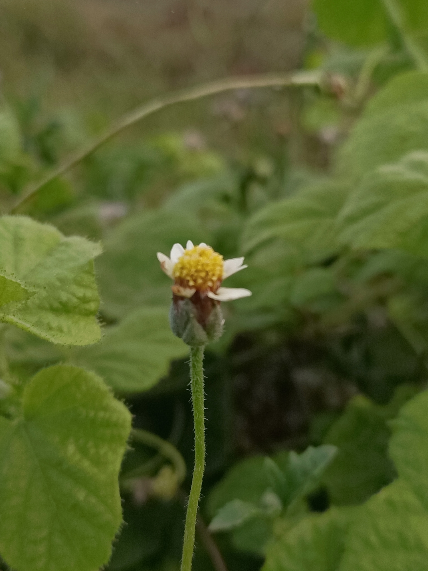 A close-up, vertical, medium shot captures a single small flower with a yellow center and white petals. The flower is on a thin, green, fuzzy stem, with a bud below it. It is surrounded by out-of-focus green leaves and vegetation, suggesting an outdoor, natural environment. The background is blurred green and brown, indicating a shallow depth of field. The lighting appears to be natural daylight. The image was taken in the Meunasah Pupu area of Indonesia.