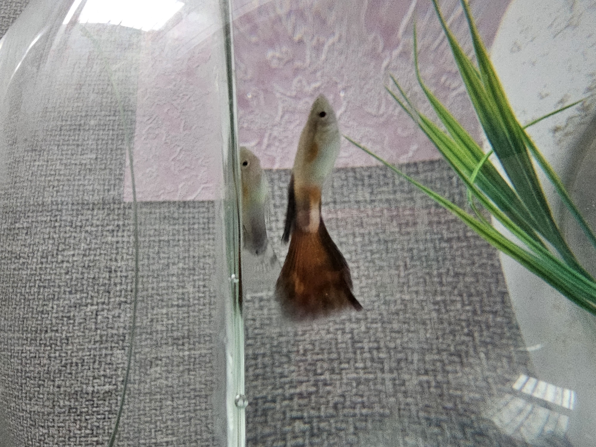 The image shows a close-up view of a fish tank, with two guppies visible. One guppy, larger and more in focus, is a male with a distinctive reddish-brown tail and a lighter colored body. It is swimming horizontally in the tank. Above and behind it, another guppy, smaller and out of focus, is visible. The tank contains some green plant life. The background consists of textured grey fabric on the left and a pinkish patterned surface on the right. The image quality is somewhat grainy, possibly due to low light or camera resolution. There is no indication of the location in Kalinovka, Russia.