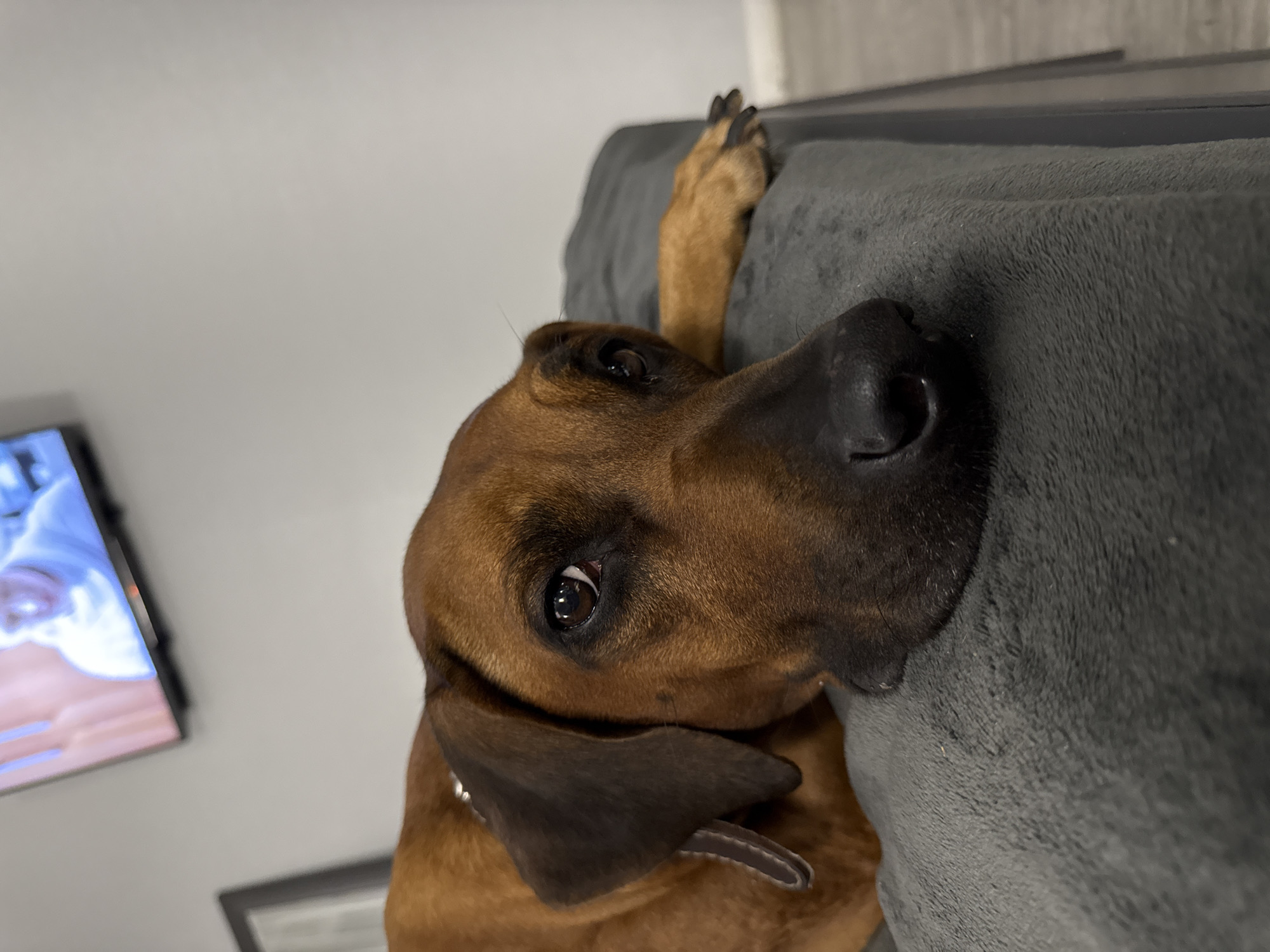 A brown dog with a black nose is lying on a gray couch. The dog's paw is resting on the couch. In the background, a TV is visible on the wall. The wall is gray.