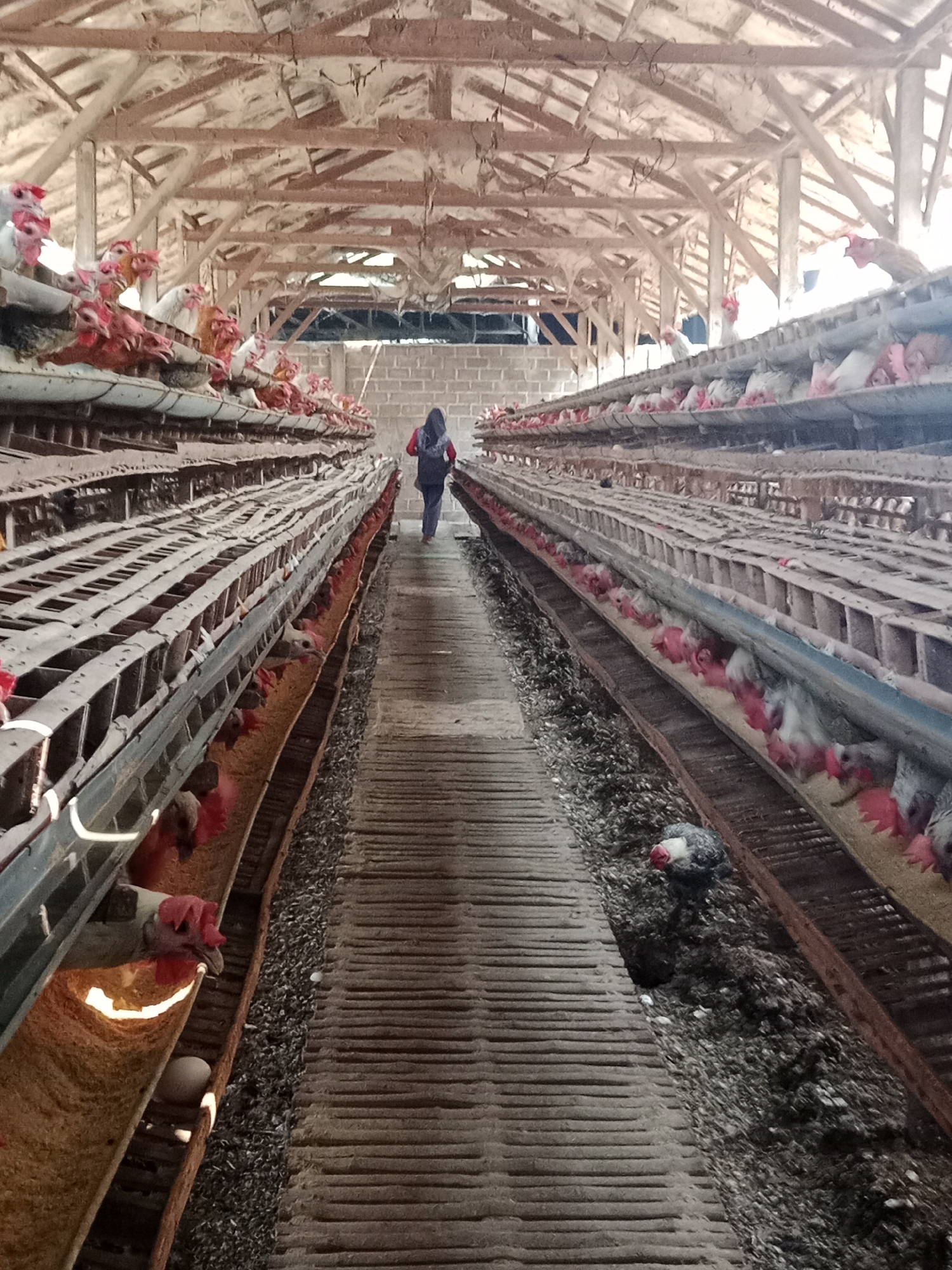 This is a vertical, medium-shot photograph of a chicken coop in Ringinrejo, Indonesia. The coop is a long, narrow structure with rows of tiered cages filled with chickens. A person wearing a dark hijab and a red jacket walks away from the camera down the central aisle of the coop. The chickens are white and red and are feeding from troughs in their cages. The floor of the coop is made of slats, and there is evidence of manure on the ground. The ceiling of the coop is made of wooden beams and corrugated metal. The lighting is dim, and the overall atmosphere is dusty and somewhat unkempt.