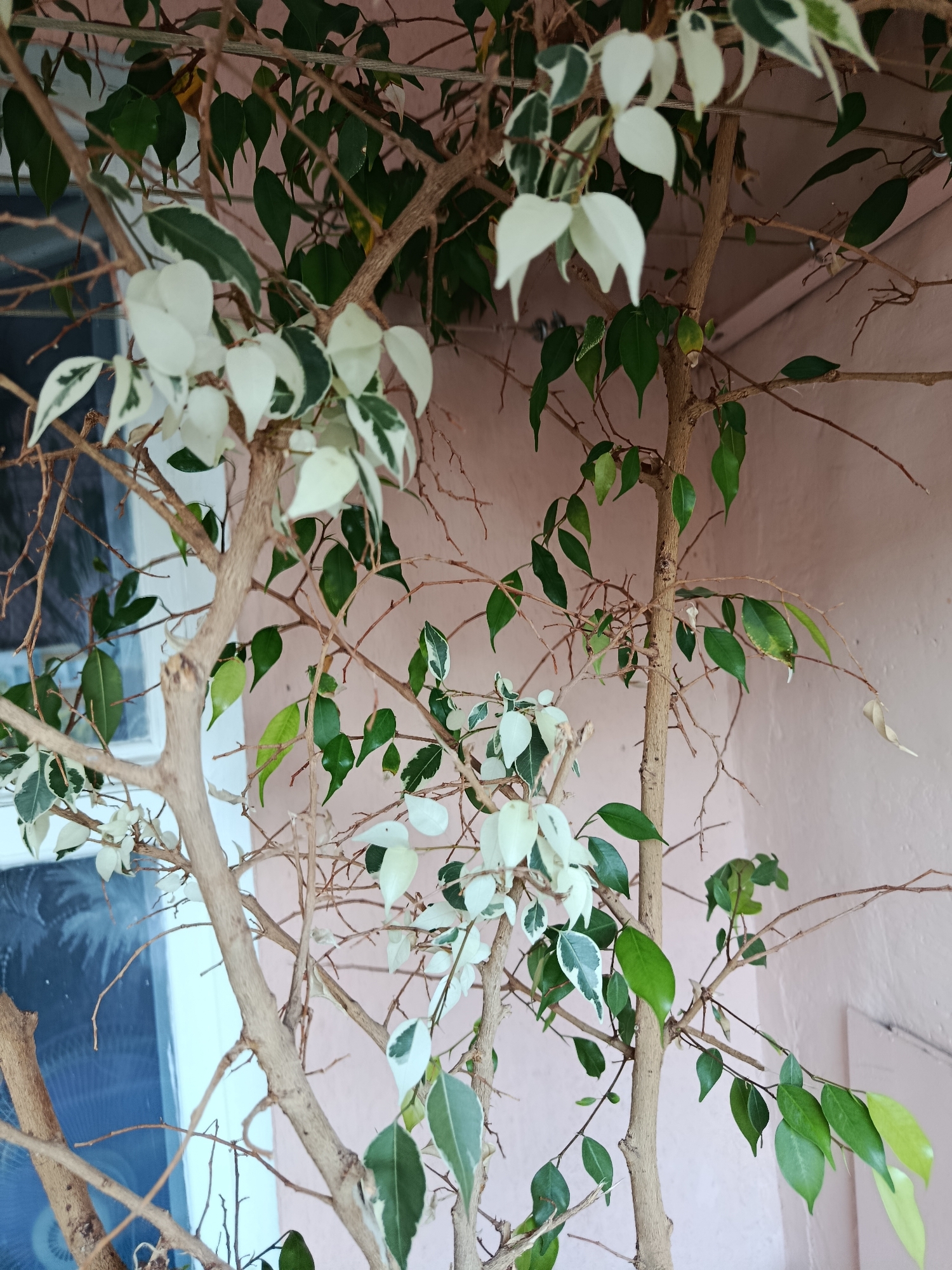 This is a close-up, eye-level, medium shot of a variegated Ficus benjamina tree with light brown bark and branches. The leaves are a mix of dark green and white. The tree is situated outdoors against a light pink wall. To the left of the tree, a window with a blue-tinted pane and a visible fan grille is present. The image appears to have been taken in Svietlahorsk, Belarus.