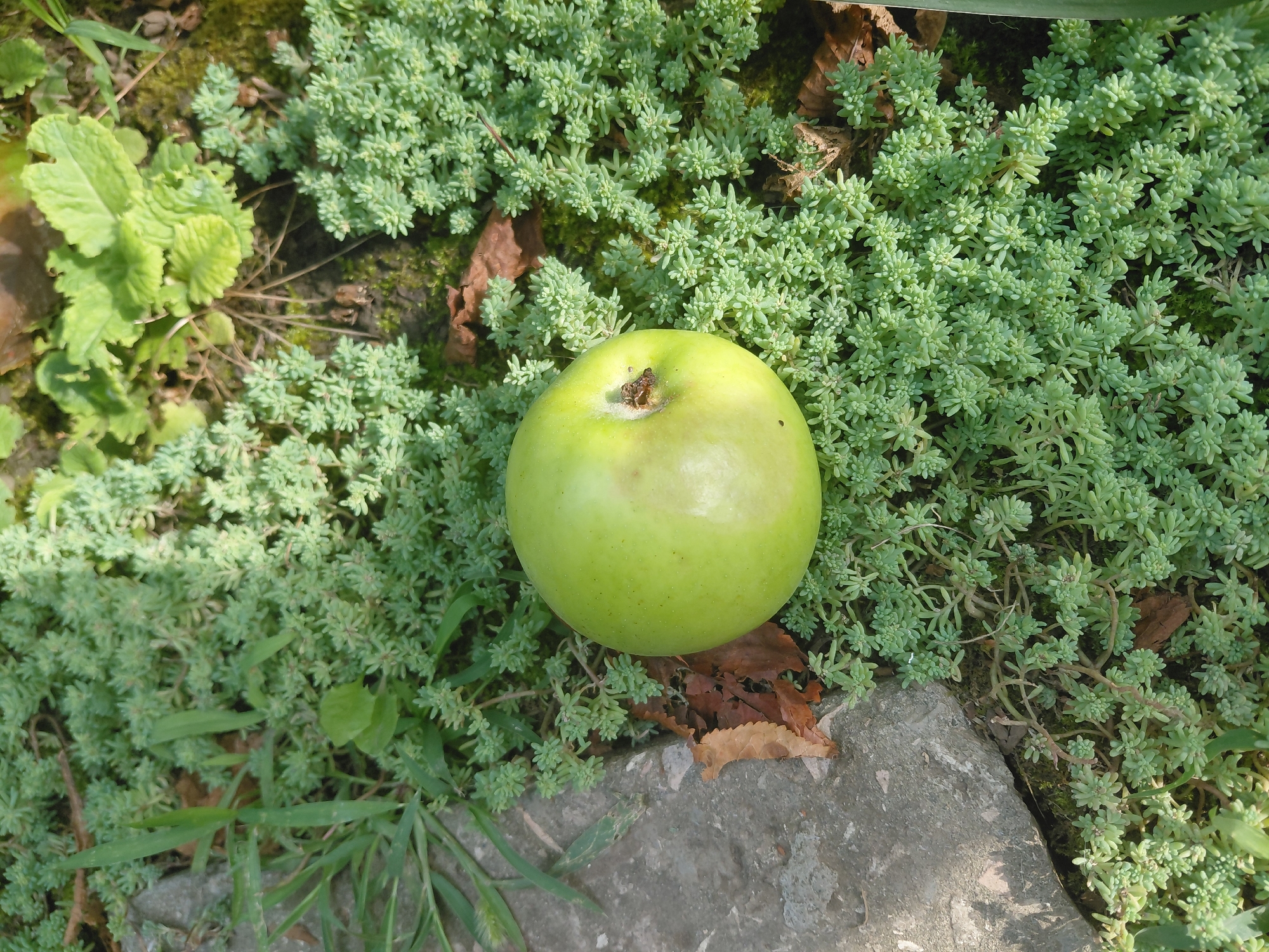 A bright green apple rests on a carpet of small, light green succulents. The apple is positioned slightly to the left of the center of the frame. To the left of the apple, a rough, grey stone juts into the frame. Dry, brown leaves are scattered amongst the succulents. In the background, more green foliage and darker earth are visible. The scene appears to be an outdoor setting, likely a garden or a natural area, with sunlight dappling the surfaces. There is no indication of the city of Malgobek, Russia, or any people present in the image.