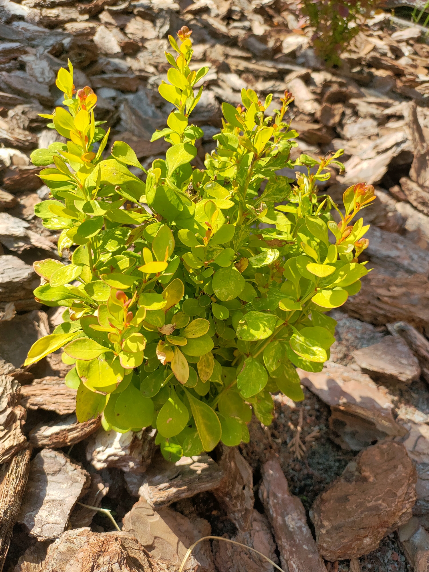 The image shows a close-up view of a small, leafy green plant with yellow-green leaves. The plant is situated in a garden bed covered with wood chips or bark mulch. The leaves have reddish-brown edges, suggesting new growth or slight stress. The background consists of more of the bark mulch, with some shadows indicating bright sunlight. The scene appears to be outdoors in a garden setting. There are no people or animals visible in the image. The specific location in Nosivka, Ukraine is not discernible from the visual information alone.