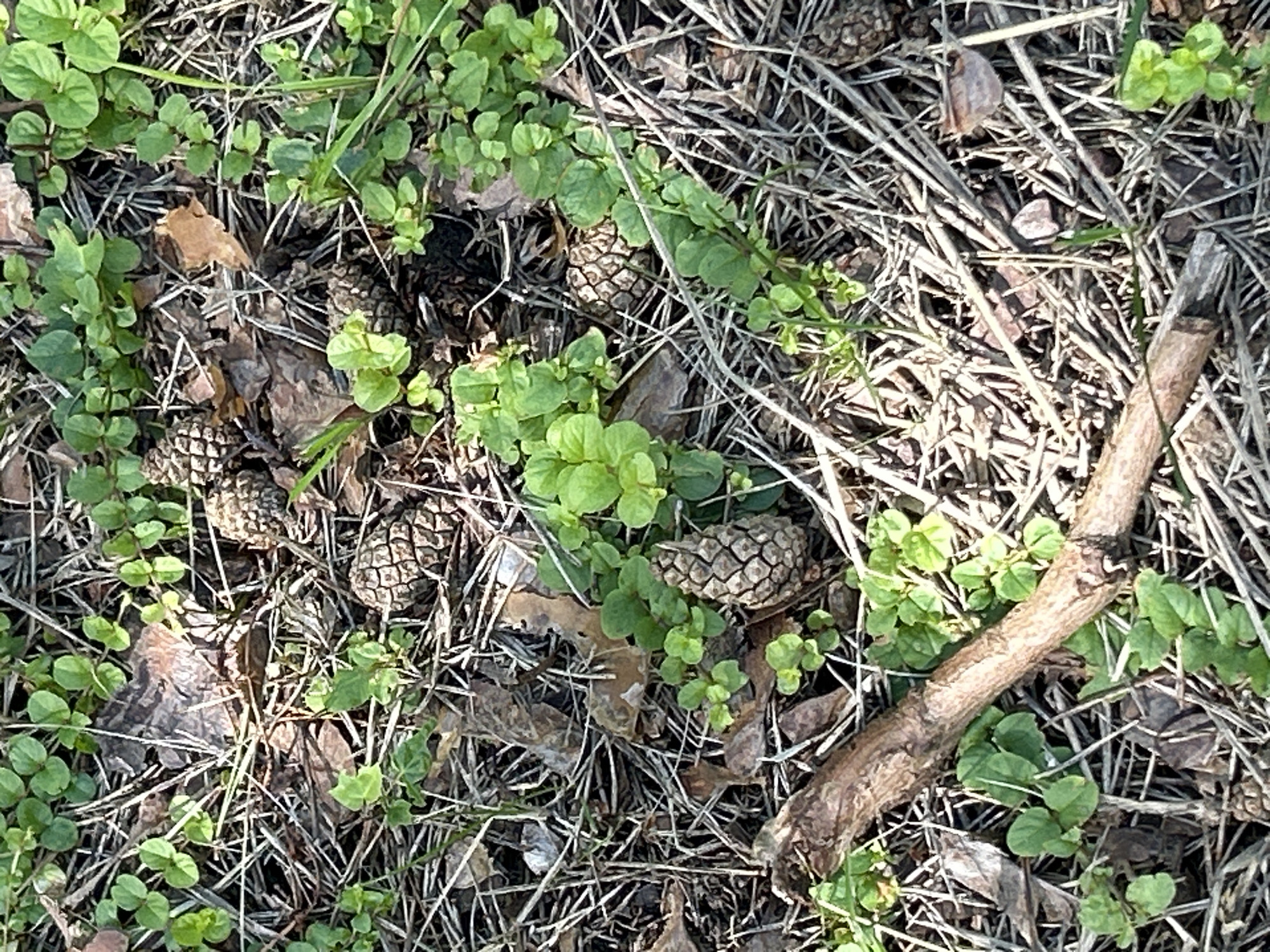 The image depicts a close-up, overhead view of the forest floor in Zelenograd, Russia. The ground is covered with dry pine needles, fallen leaves, and small, green plants with rounded leaves. Several pine cones are scattered amongst the debris. A thin, brown twig lies diagonally across the lower left portion of the frame. The lighting suggests it is daytime, with shadows indicating sunlight filtering through a canopy. There are no people or animals visible in the frame.
