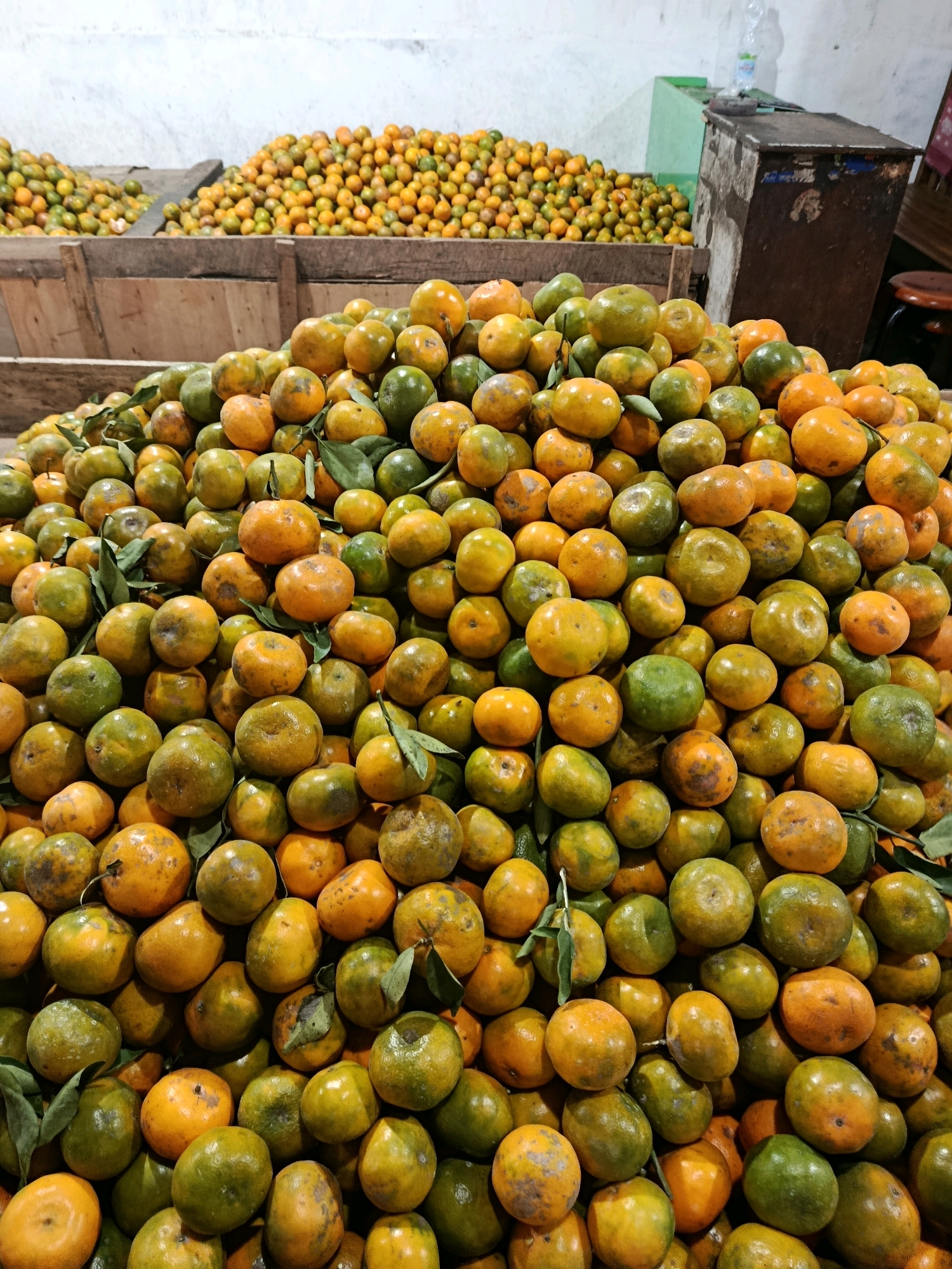 In Malang, Indonesia, a large pile of oranges is displayed in what appears to be a market stall. The oranges vary in ripeness, with some exhibiting a bright orange hue and others a greener shade, suggesting they are a mix of varieties or stages of ripeness. They are loosely piled, with some leaves still attached to the stems, indicating freshness. In the background, wooden crates are visible, also filled with oranges, and further back, a greenish industrial bin and a dark wooden structure contribute to the market atmosphere. The lighting is somewhat dim, casting soft shadows on the fruit.