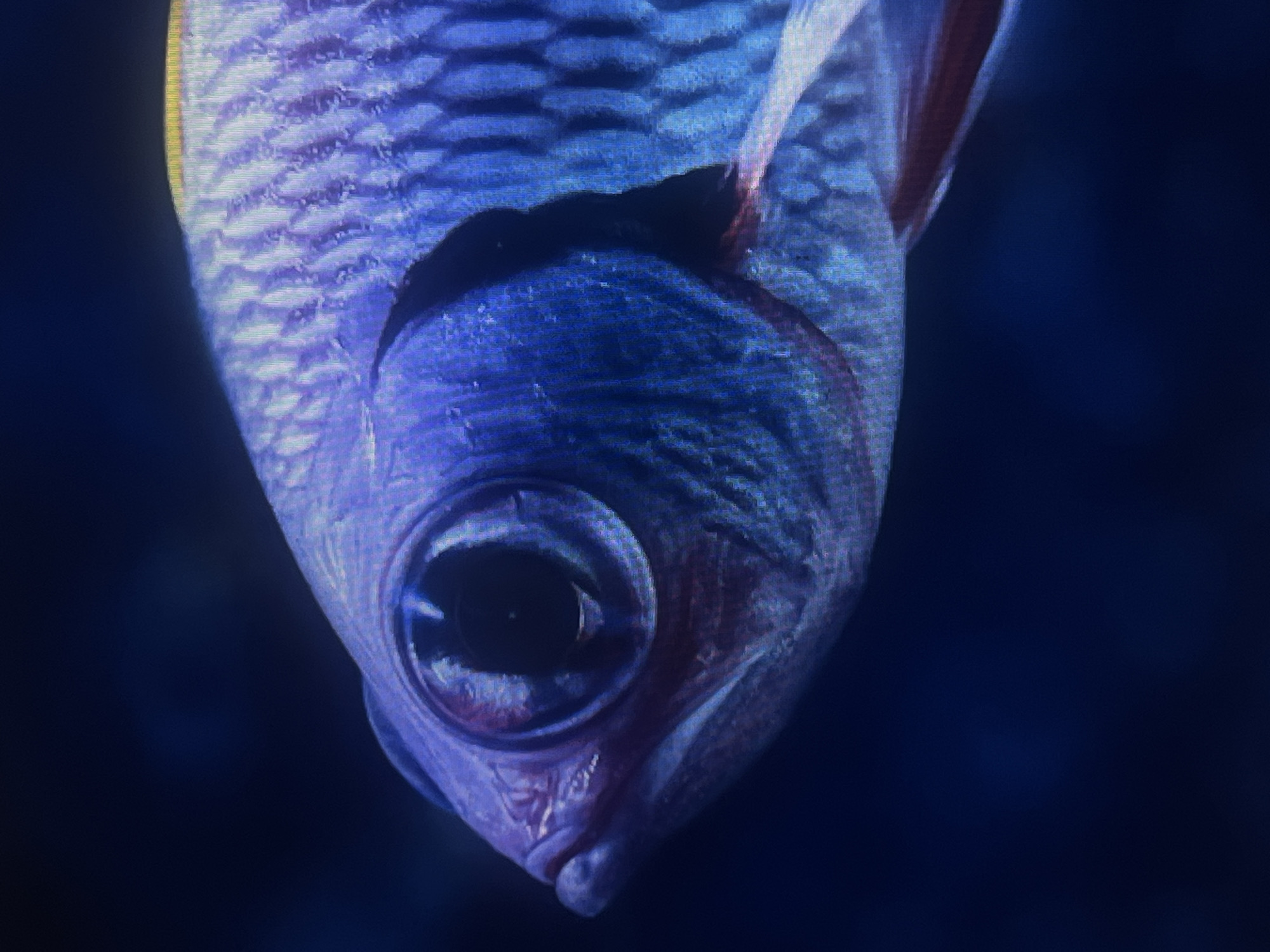 A close-up, side profile shot of a small, purple and blue fish with a large eye and visible scales. The background is a dark, blurry blue. This image does not depict any location in Casablanca, Morocco.