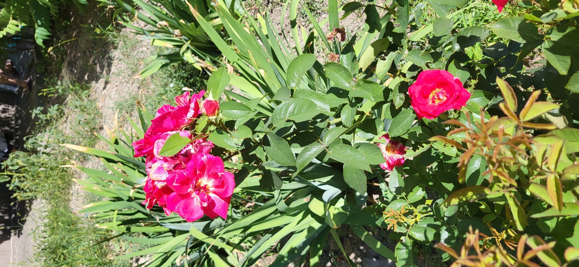 A cluster of vibrant pink and white roses blooms prominently in the foreground of this outdoor scene. The roses are lush with green leaves and some unfurled buds. In the background, tall, strappy green leaves of what appear to be irises create a backdrop. The ground is a mix of dirt and some sparse, dry vegetation. The sunlight casts dappled shadows across the scene, suggesting it's daytime and sunny. The image was taken in Taldykorgan, Kazakhstan. No people are visible in the image.