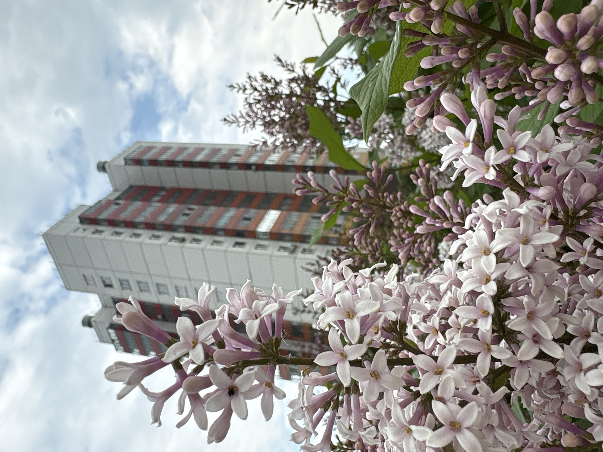 The image depicts a close-up view of blooming lilac flowers in the foreground, with a tall, modern apartment building in the background. The building is light-colored with vertical red and dark gray accents. The sky is overcast with patches of blue visible. The lilacs are light pink and white, with many unopened buds. The scene appears to be in an urban setting, possibly a residential area in the city of Krasnoyarsk, Russia, given the architectural style of the building and the presence of lilac bushes, which are common in Russian cities during spring. There are no people or animals visible in the image. The focus is on the contrast between the natural beauty of the flowers and the man-made structure.
