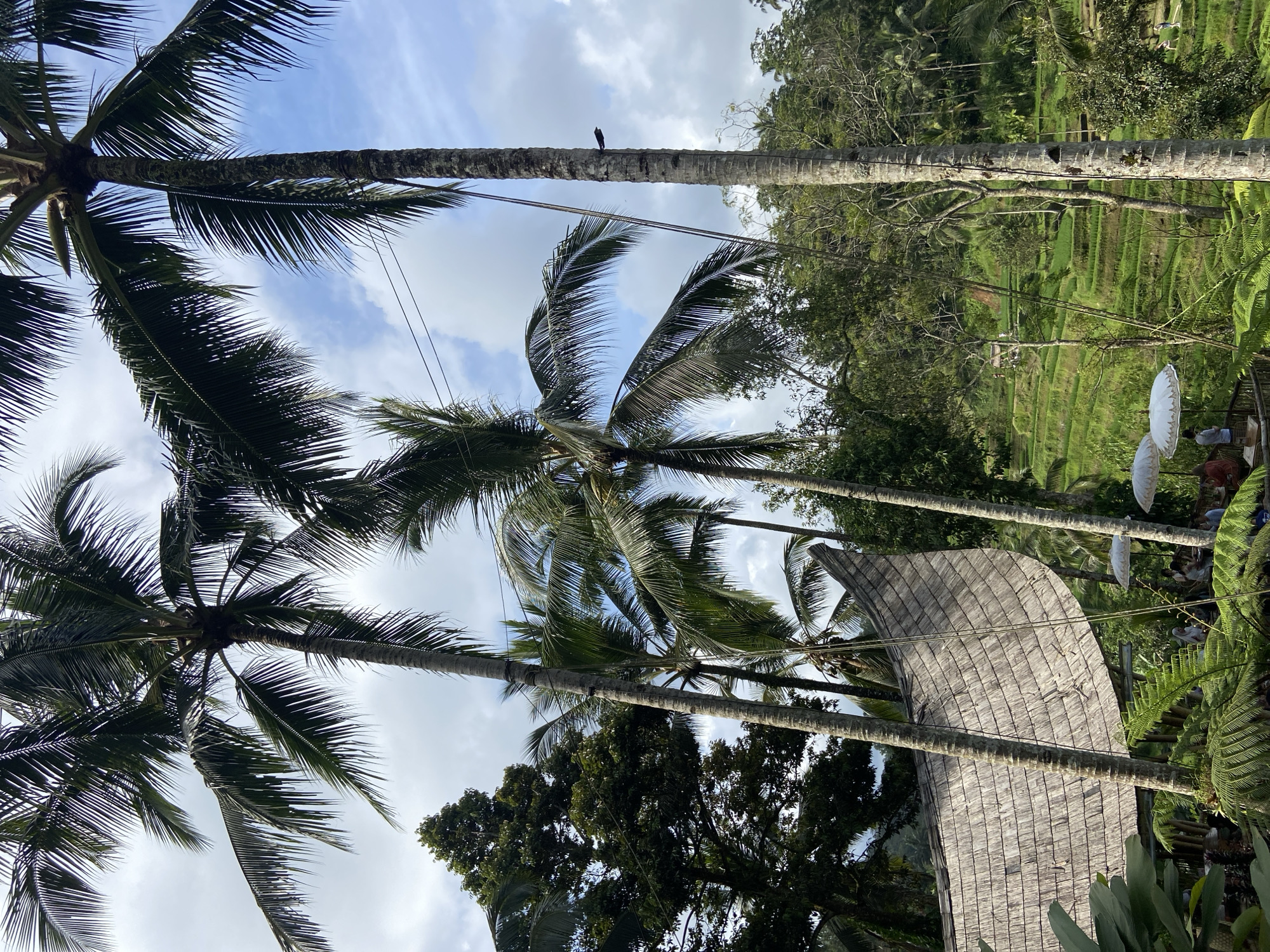The image captures a view looking up at palm trees against a cloudy sky in Tegallalang, Indonesia. A single bird is perched on the trunk of the tallest palm tree. In the background, a terraced rice paddy is visible among other trees and greenery. The thatched roof of a structure peeks out from behind the trees, and decorative white umbrellas are seen nearby. There are also some people seated under the umbrellas in the background. Power lines stretch across the sky between the palm trees.