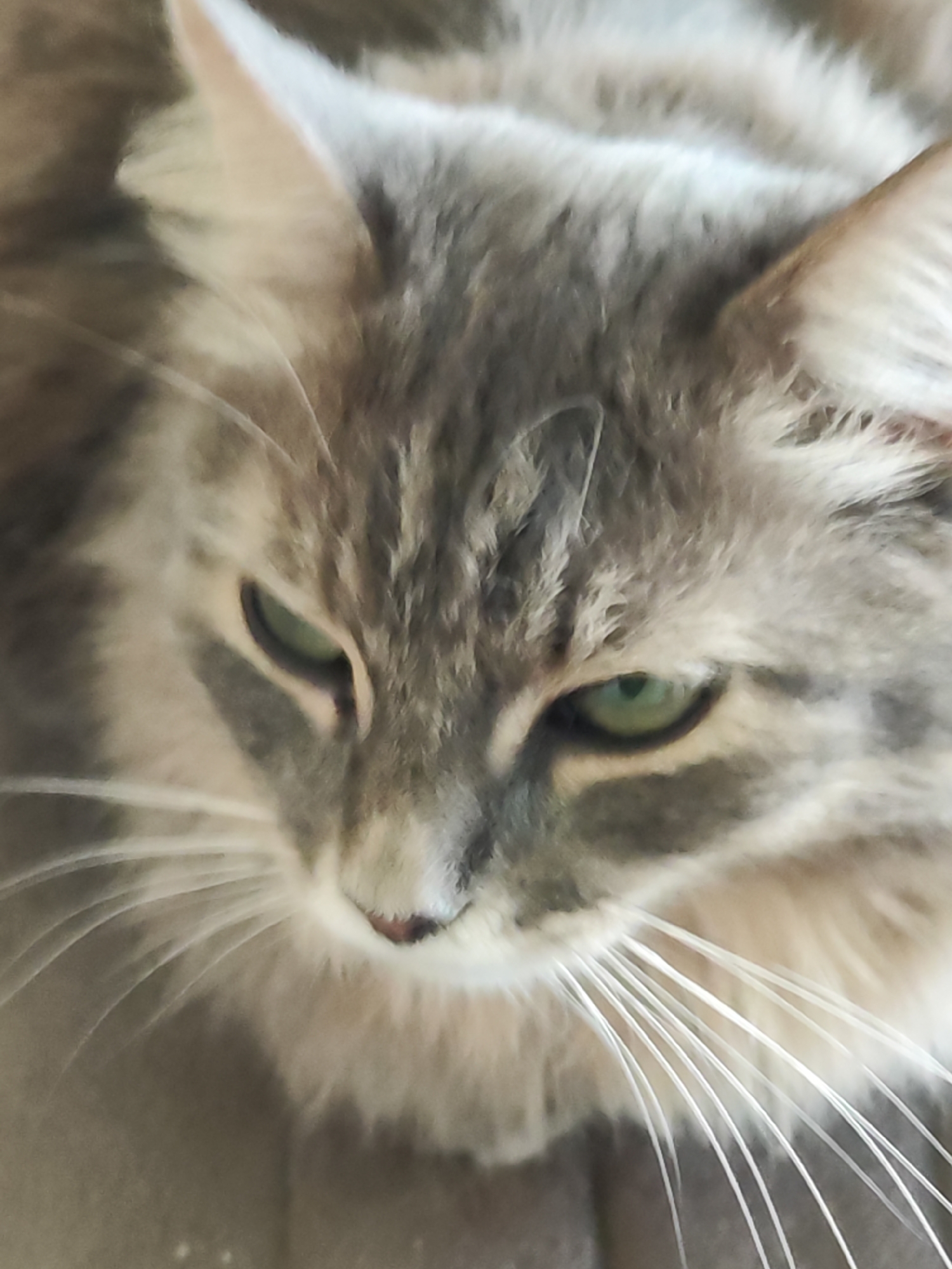 A close-up shot focuses on the face of a gray cat with green eyes. The cat's gaze is directed downwards and slightly to the side. Its fur is a mix of gray shades, with longer white whiskers extending from its muzzle. The background is blurry and indistinct. The location in the city of Chaikovsky, Russia, is not discernible from the image.