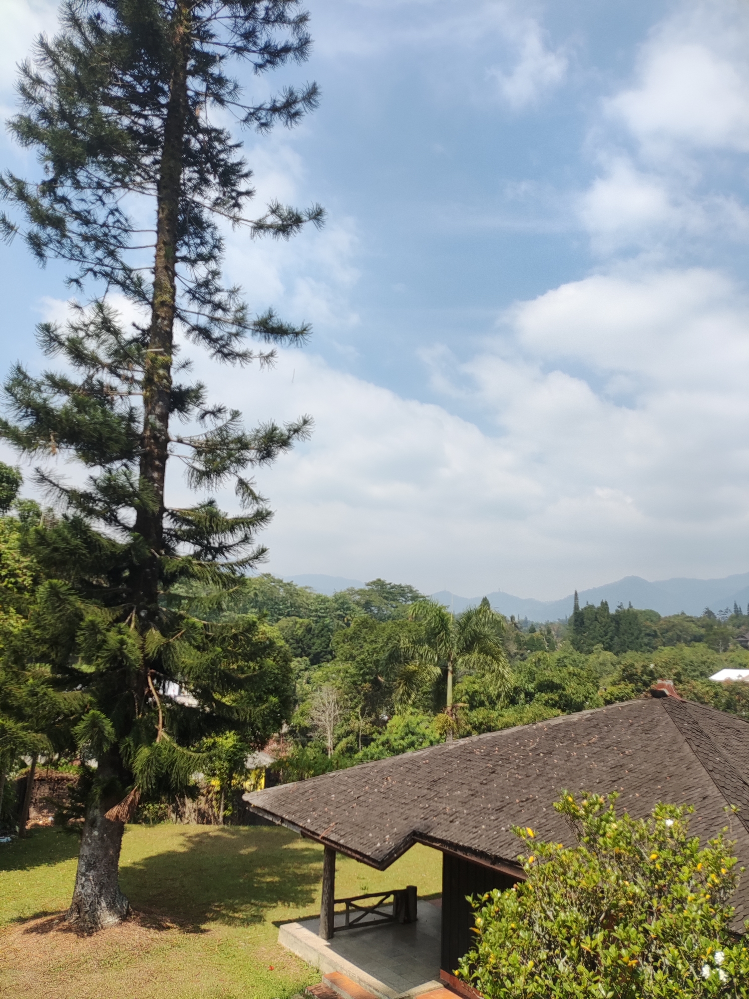 A tall evergreen tree stands prominently on the left side of the image, its branches extending upwards towards a partly cloudy sky. In the foreground, a brown, shingled roof of an open-air structure partially obscures the view of lush green foliage and rolling hills in the background. The structure appears to have a concrete base and wooden supports. The environment suggests a residential or resort setting in a hilly, tropical location. The scene is illuminated by natural daylight.
