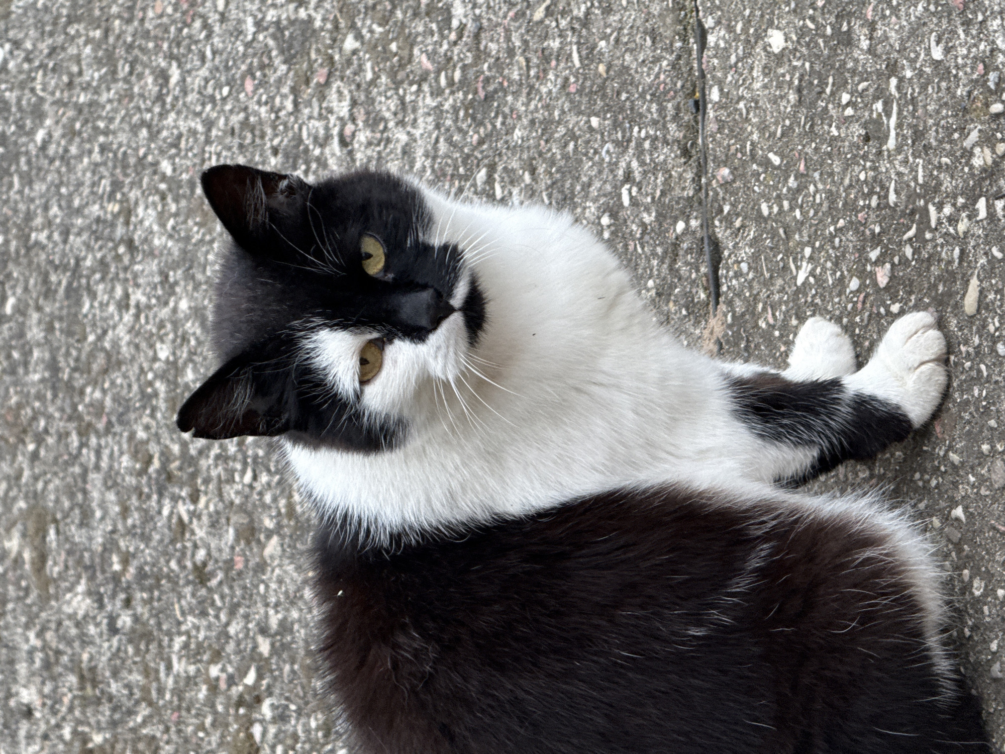 A black and white cat with yellow eyes is pictured outdoors on a gray, speckled asphalt surface in Vikraičiai, Lithuania. The cat is looking directly at the camera. Its left side is primarily black fur, while its right side is predominantly white fur, with black markings on its face and ears. The cat's front paws are visible in the lower right of the image, and they are white. The background is entirely the asphalt surface, which has a rough texture with small pebbles and some pinkish and white flecks visible. The lighting suggests an overcast day.