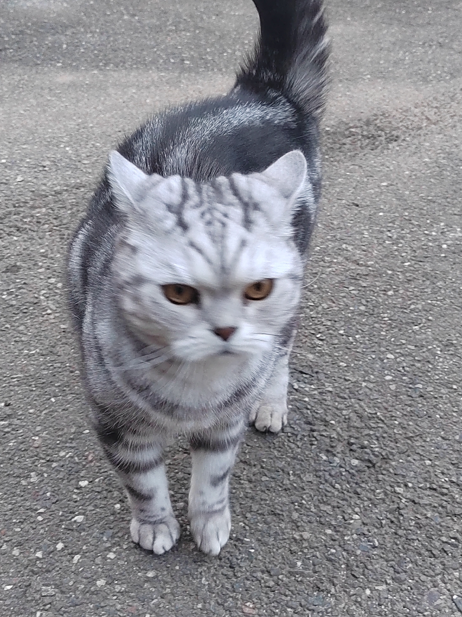 A gray and black tabby cat stands on a gray asphalt surface. The cat has amber eyes and a focused expression. The tail is upright. The background is blurred. The location is unknown.