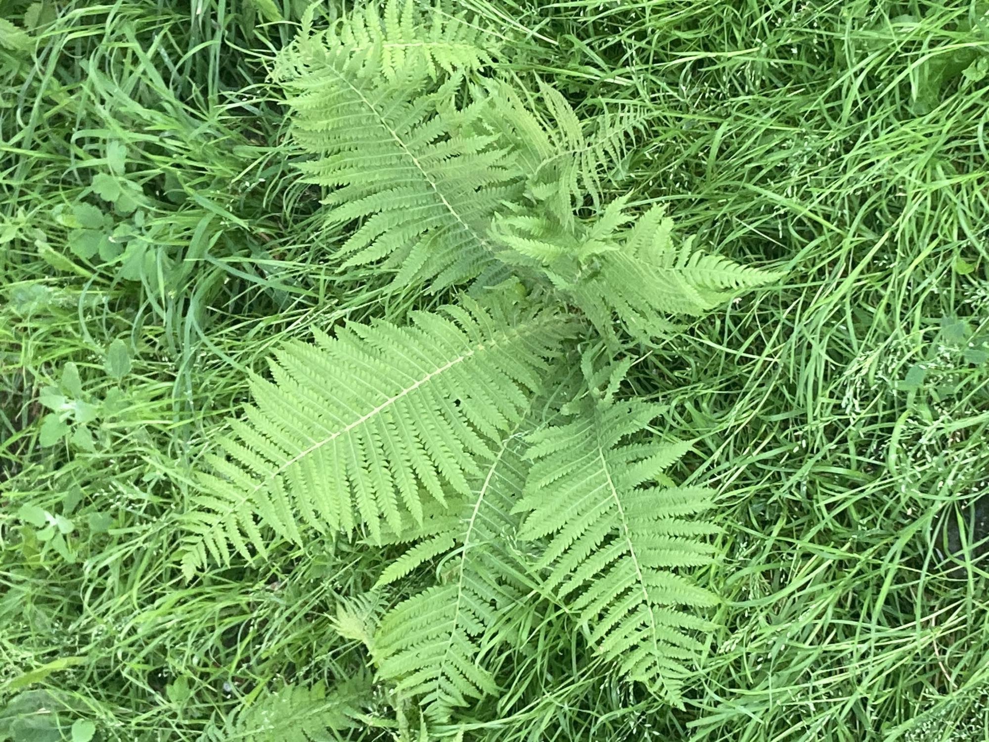 The image shows a close-up, overhead view of a fern plant growing in a patch of lush, green grass. The fern has several fronds unfurling, with intricate, serrated leaflets. The grass is tall and dense, with some smaller plants and blades of grass scattered throughout. The lighting suggests it may be a slightly overcast day, or taken in the shade, as there are no harsh shadows. The scene appears to be a natural outdoor environment. There are no people, objects, or actions depicted in the image. The location is not specified in the image itself, and therefore cannot be determined.
