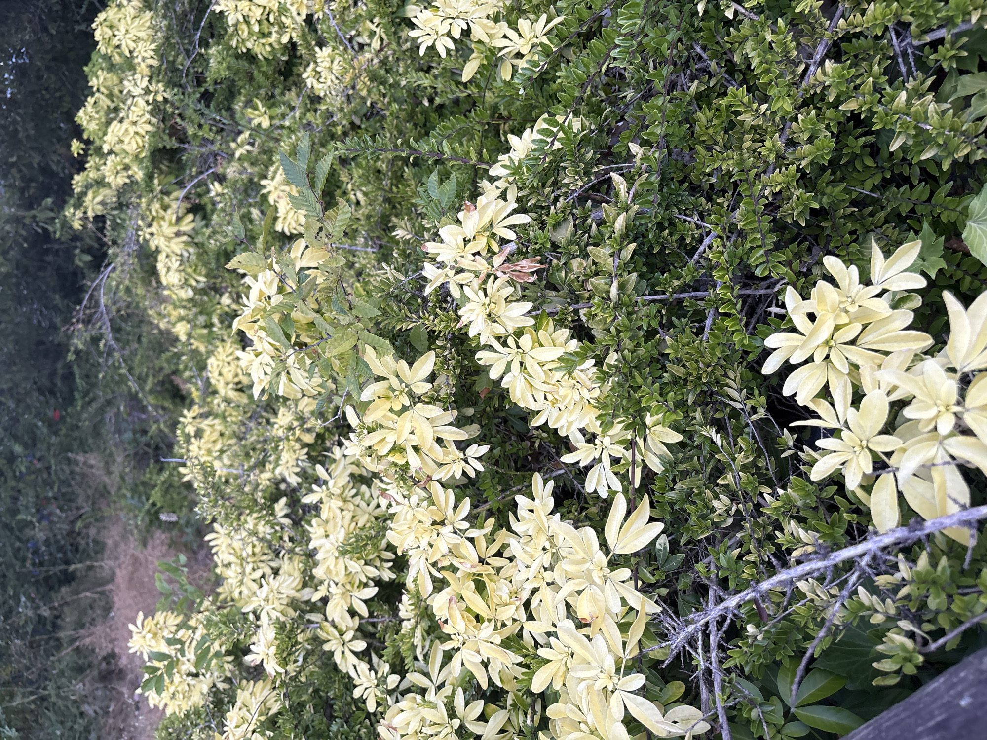 The image shows a close-up, eye-level view of dense shrubbery with variegated leaves, predominantly pale yellow and green, interspersed with darker green foliage. The vegetation appears to be outdoors, possibly in a garden or natural area. Several bare, greyish branches are visible amongst the leaves. The background is blurred and consists of more foliage and some hints of dry grasses. There are no people or animals visible in the image. The scene is well-lit, suggesting it was captured during daylight. The location is specified as Chelmsford, United Kingdom, implying this is an outdoor scene within that city. The overall impression is of a lush, overgrown planting.