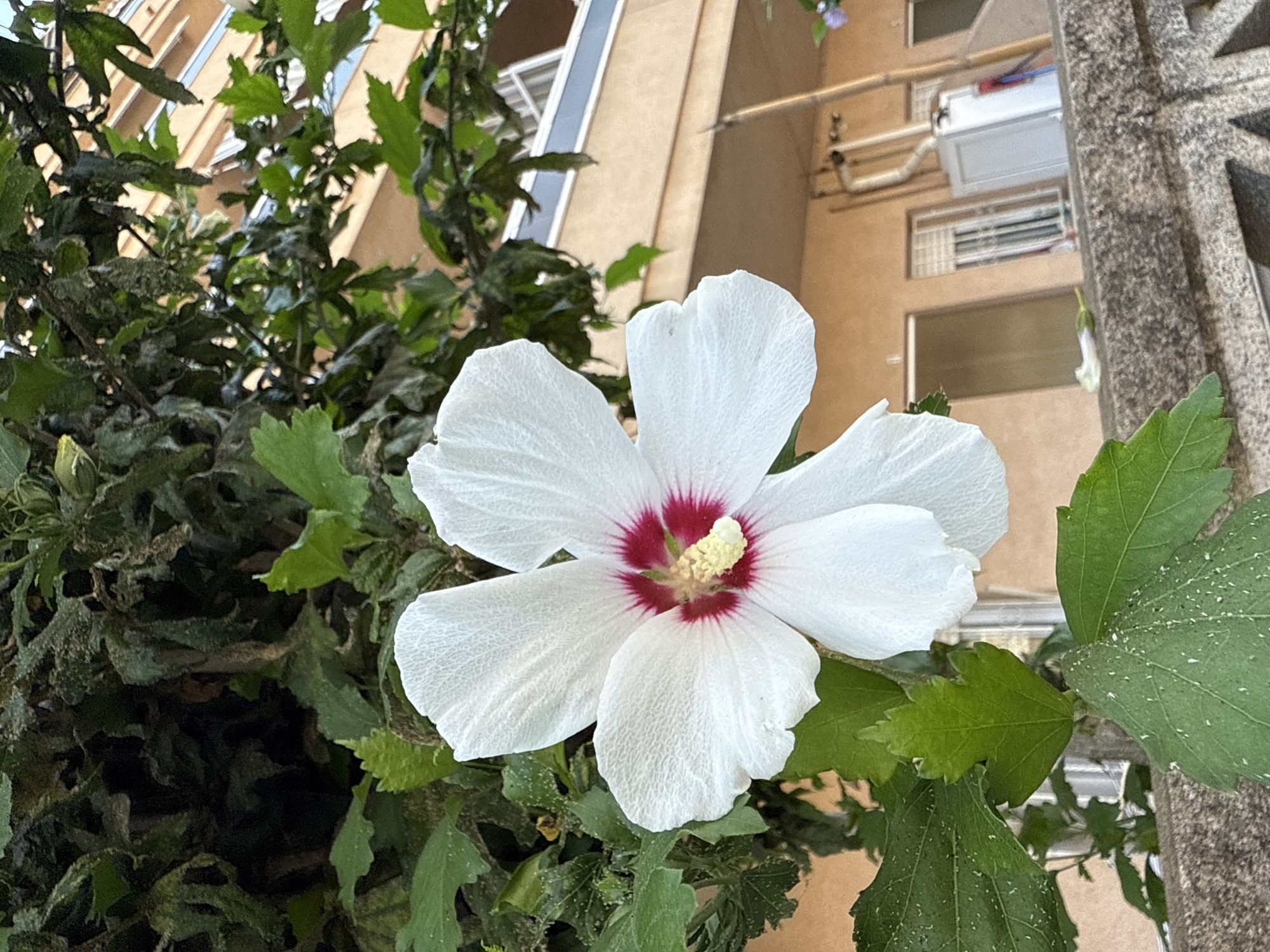This media file captures a close-up view of a white hibiscus flower with a deep red center. The flower is in full bloom, with its delicate petals unfurled. It is surrounded by lush green foliage, which provides a vibrant contrast to the white of the petals. In the background, a building with beige walls and windows is visible, suggesting an urban or suburban setting. The building's architecture, with its balconies and exterior pipes, offers clues about its style and potential age. The overall composition is dynamic, with the flower prominently featured in the foreground and the building receding into the background. The lighting suggests it might be daytime, possibly late morning or early afternoon, given the brightness and lack of strong shadows. The image appears to be a still shot, focusing on the natural beauty of the flower amidst a man-made environment. No people are visible, and there is no visible text. The context provided places this scene in Blanes, Spain, a coastal town in Catalonia known for its botanical gardens and beaches.