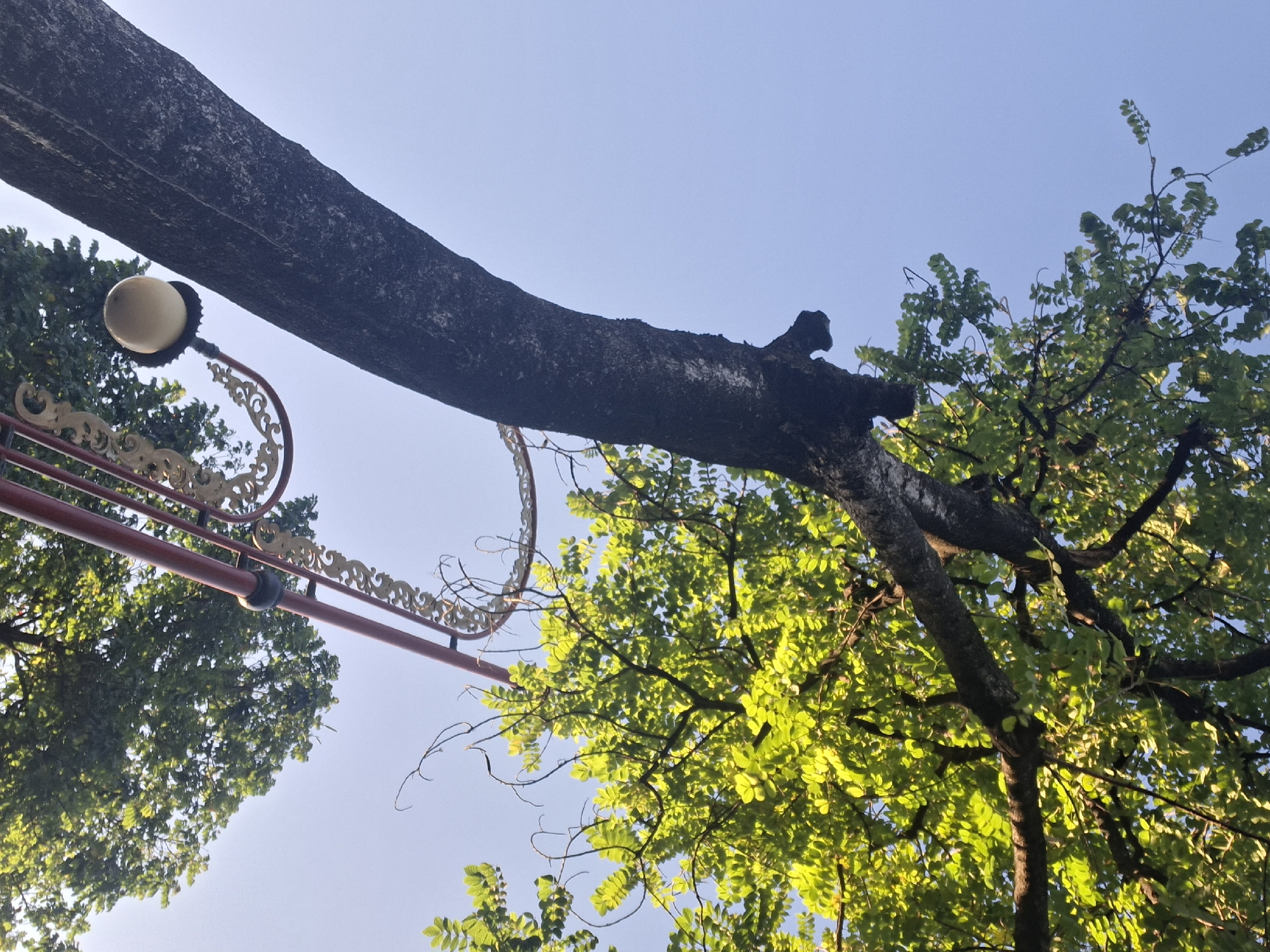 The image is a low-angle shot looking up at a large tree with green foliage against a clear blue sky. In the foreground, a dark, textured tree trunk dominates the left side of the frame. To the right of the trunk, a decorative lamppost with ornate golden scrollwork and a red pole is visible. The lamppost has a spherical light fixture hanging from it. The leaves of the tree are illuminated by sunlight, creating a bright, dappled effect. The overall scene suggests an outdoor environment, possibly a park or a street in Gianyar, Indonesia, given the context. There are no people or animals visible in the image.