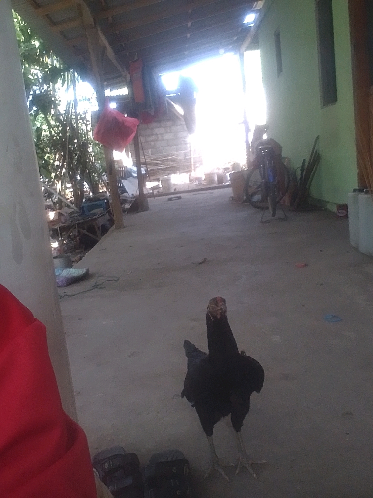 A black chicken stands on a concrete floor in an outdoor area. The chicken is in the foreground, facing the camera. Behind the chicken, there is a building with a green wall and a wooden roof structure. A bicycle is leaning against the green wall. Various objects, including what appears to be a red cloth and some debris, are scattered on the ground. The scene is illuminated by bright sunlight.