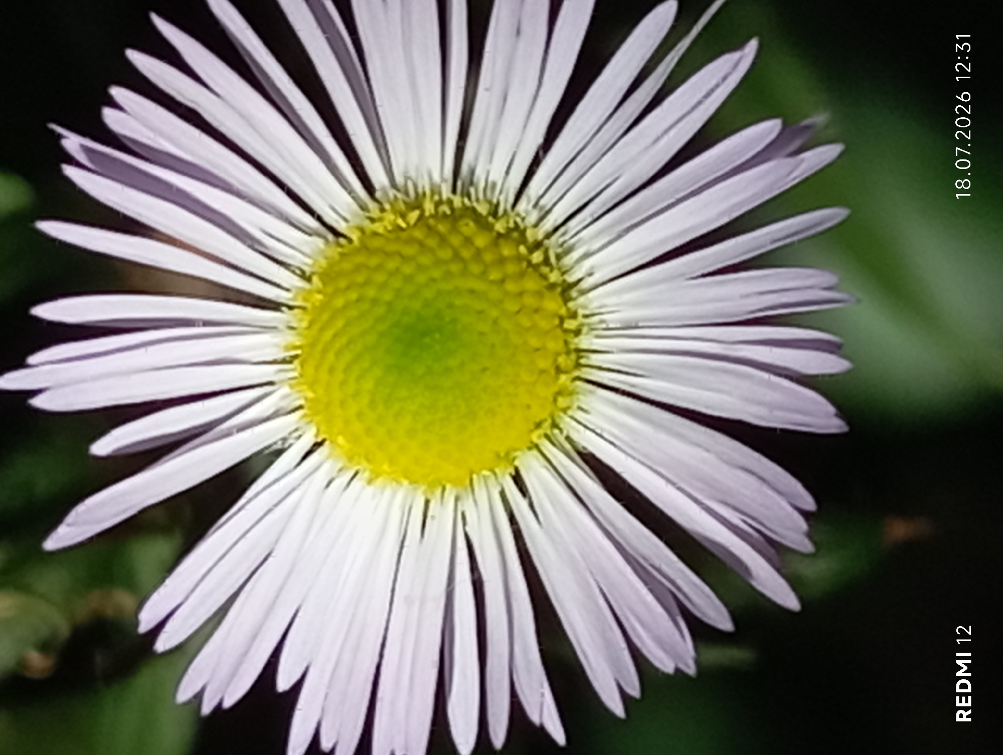 A close-up, slightly low-angle, full-frame shot focuses on the center and petals of a single daisy-like flower, likely taken outdoors in Smila, Ukraine. The flower's center is a vibrant, textured yellow-green, surrounded by numerous thin, white petals that radiate outwards. The petals are slightly curved and some show a subtle lavender tint. The background is a dark, blurry green, suggesting foliage and suggesting a natural setting. In the bottom left corner, the text "REDMI 12" is visible, indicating the device used for capture. In the bottom right corner, the date and time "18.07.2026 12:31" are imprinted.