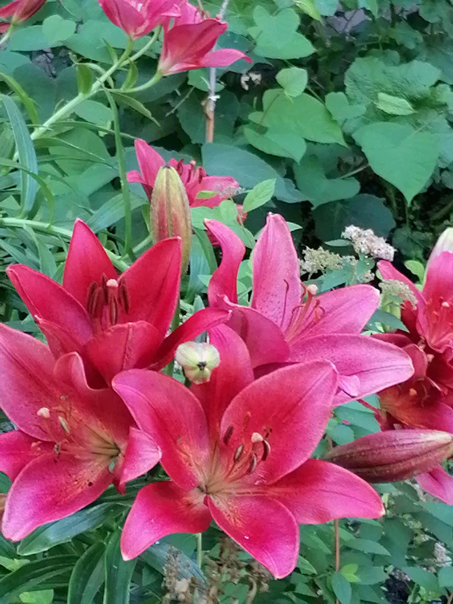 The image showcases a cluster of vibrant pink lilies in full bloom, set against a backdrop of lush green foliage. Several lilies are open, their petals unfurled to reveal delicate stamens and pistils. One lily is partially closed, its petals forming a tight bud. The flowers are a deep, rich pink, with some variations in hue suggesting they are a single variety. The surrounding leaves are a deep green, some long and slender, others broader and more rounded, creating a dense, natural setting. In the background, there are hints of lighter green leaves and some small, white, frothy flowers, possibly another plant intermingled with the lilies. The lighting suggests it is daytime, with soft light illuminating the flowers. The overall impression is one of natural beauty and the peak of summer bloom. No people or text are visible in the image. The context provided places this scene in Shadrinsk, Russia.