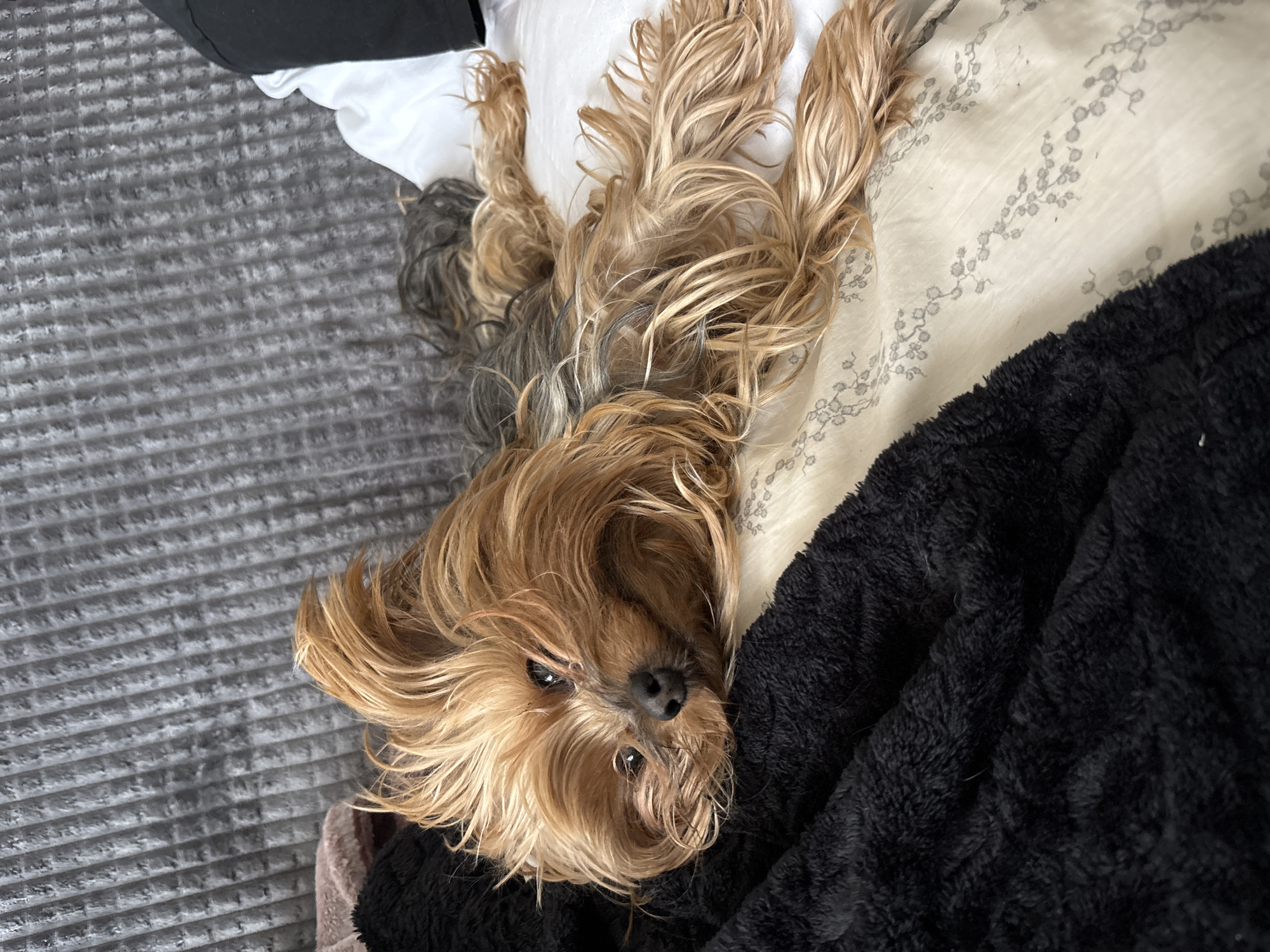 A Yorkshire Terrier lies on a bed of varying textures and colors. The bed is comprised of a grey, textured fabric on the left side of the frame, a white fabric at the top of the frame, a patterned white fabric in the upper right, and a black, plush fabric in the lower right. The dog's head rests on the black fabric, with its body and legs sprawled across the white fabric. The dog's coat is a mix of brown, gold, and grey. The location appears to be indoors, on a bed. The specific city and state are unknown.
