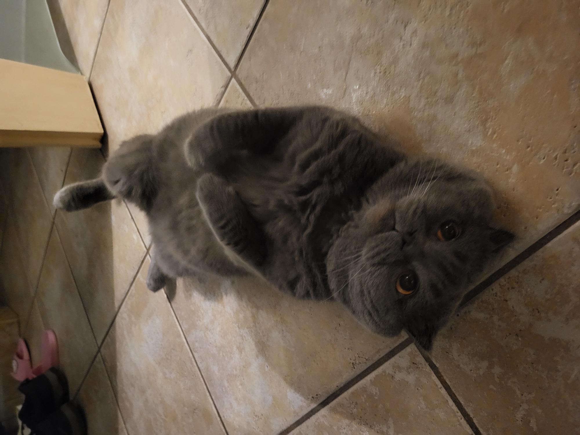A gray British Shorthair cat lies on its back on a tiled floor. The cat is centrally positioned in the image and appears to be looking directly at the camera. Its front paws are curled inward towards its chest. The tile floor is beige in color. A piece of furniture can be seen in the upper left corner of the image. Also, some other objects can be seen on the left-bottom corner.