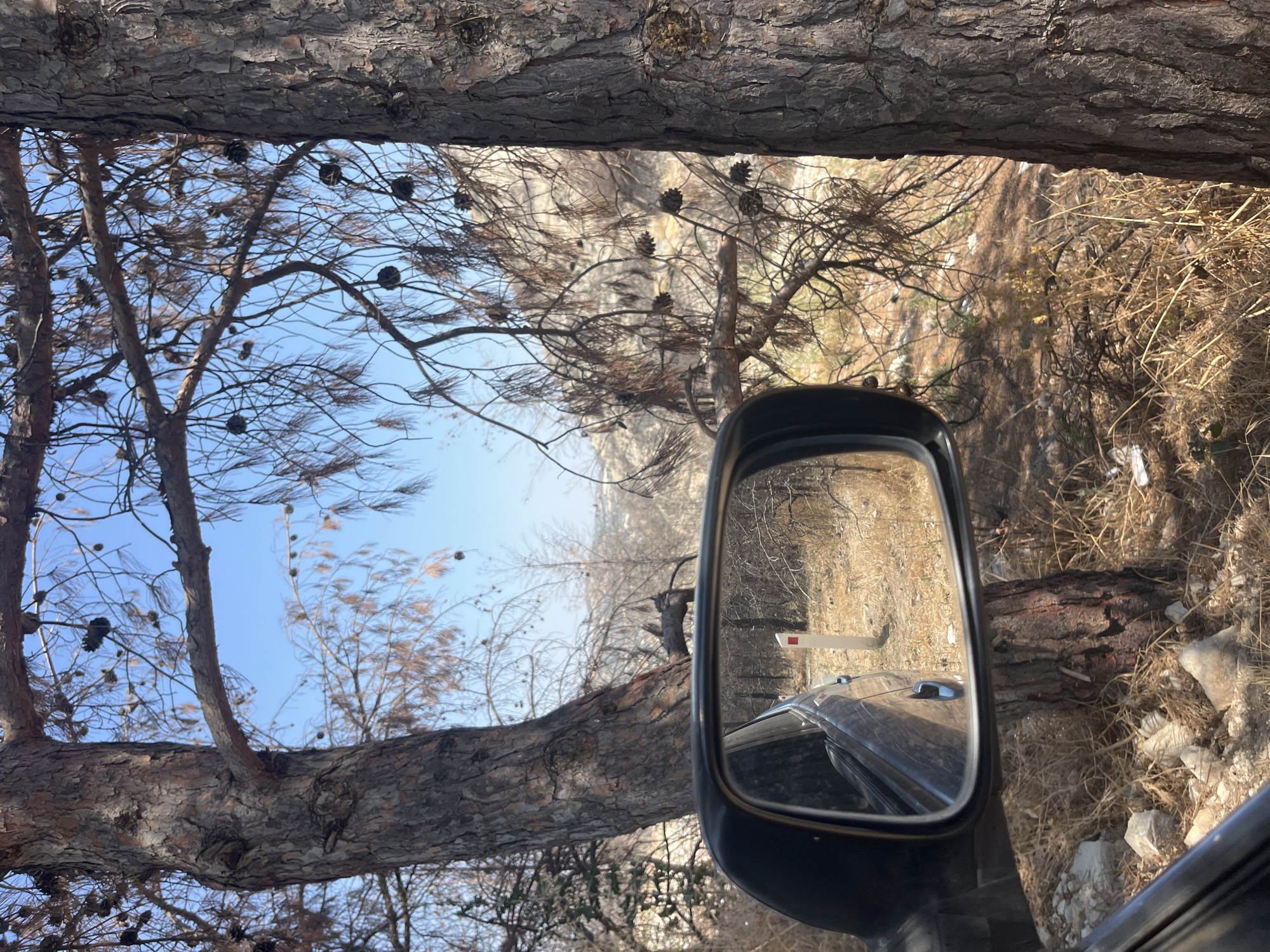 The image captures a view from a vehicle's side mirror, reflecting a scene on a dry, wooded hillside. Two large pine trees frame the view, their bark textured and rough. The branches of these trees are mostly bare, with some dried needles and numerous pine cones hanging from them. In the reflection of the side mirror, a white post with a red stripe is visible, standing upright in the dry, brown grass and scattered rocks of the terrain. A dark-colored vehicle is partially visible in the lower left corner of the image, suggesting the perspective is from inside a car. The background reveals more of the arid landscape, with a rocky hillside and sparse vegetation under a clear blue sky. The area appears to be a rural or semi-rural location, possibly outside of a settlement, given the natural, uncultivated surroundings. The presence of dry vegetation and pine cones suggests a Mediterranean climate, potentially during a warm and dry season. The location is identified as being in the vicinity of Silikou, Cyprus, a village known for its mountainous terrain and pine forests, consistent with the visual evidence in the image.
