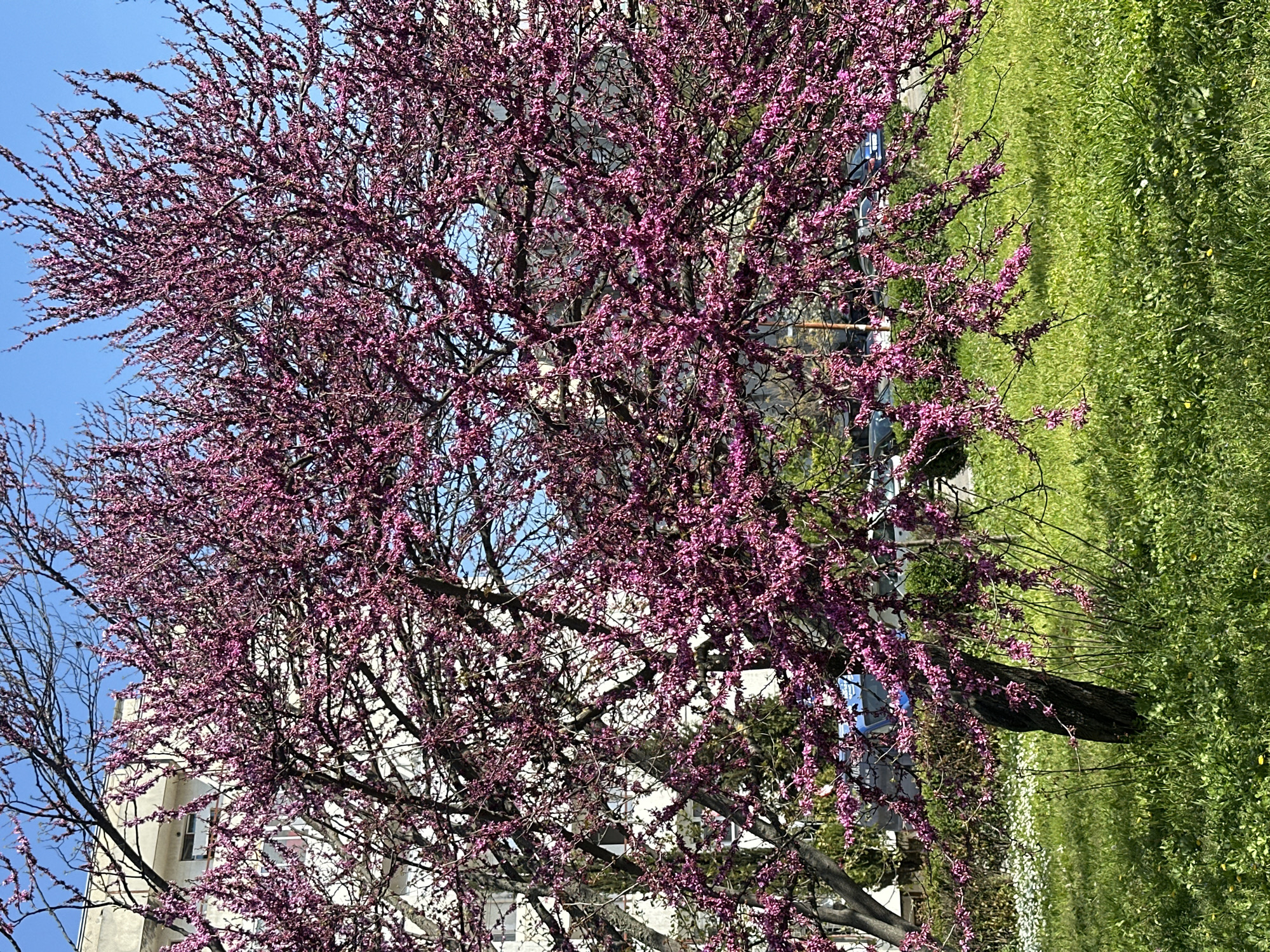 The image displays an outdoor scene dominated by a large, profusely flowering tree under a clear blue sky. The photograph is oriented vertically, with the sky on the left, the blooming tree centrally located, and a grassy area on the right.
The central subject is a large deciduous tree, heavily laden with numerous small, vibrant magenta to purplish-pink flowers. These blossoms cover almost all the branches, giving the tree a dense, colorful appearance. The intricate network of bare branches is visible through the thick clusters of flowers.
To the right of the tree, a lush, bright green grassy expanse stretches across the frame, indicating healthy vegetation. Scattered within the grass, especially towards the bottom, are small white and yellow wildflowers.
In the background, visible through and behind the flowering tree's branches, are parts of light-colored buildings, possibly apartments or similar structures. A bright, clear blue sky is visible on the far left and through gaps in the tree's canopy.
The scene suggests a sunny, clear day, likely in the spring, given the tree's full bloom and the fresh green grass. There are no people or animals visible, and no discernible activity is taking place. The natural lighting suggests it is daytime. No text is visible in the image.