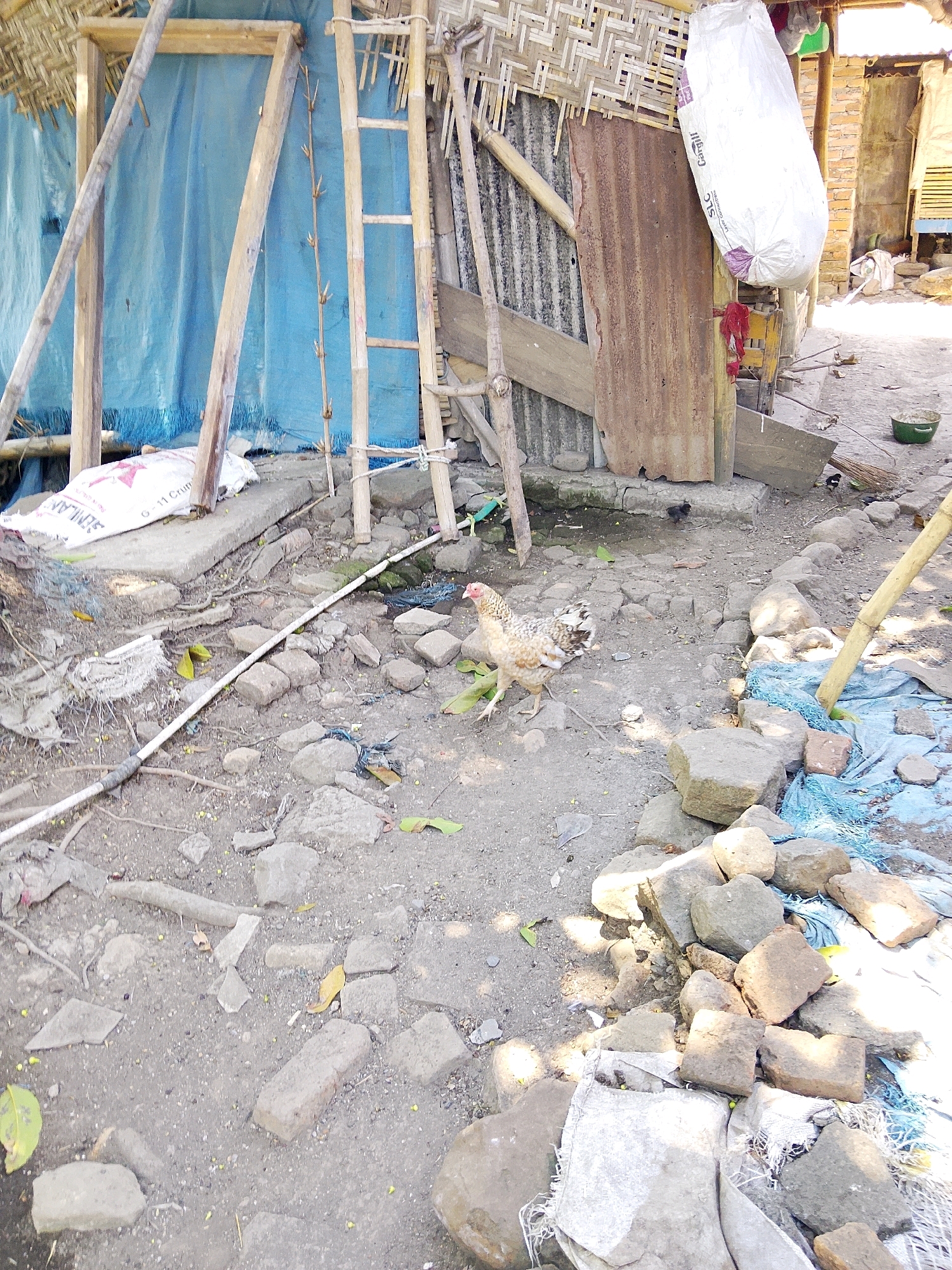 An outdoor scene depicts a rural or semi-rural environment. In the foreground, a chicken walks on a gravelly ground littered with stones, debris, and some green leaves. A white pipe runs across the ground, partially covered by dirt and roots. To the left, a large white bag is partially visible. In the mid-ground, a small black chick stands near some standing water. Behind this, a lean-to structure is visible, constructed with bamboo poles, corrugated metal sheeting, and a woven bamboo wall. A large white bag hangs from the structure. Further back, a blue tarp is draped over what appears to be a framework, possibly part of a shelter under construction. Sunlight casts shadows across the scene, indicating it is daytime. The overall impression is one of a working or lived-in space, with elements of construction and everyday life.