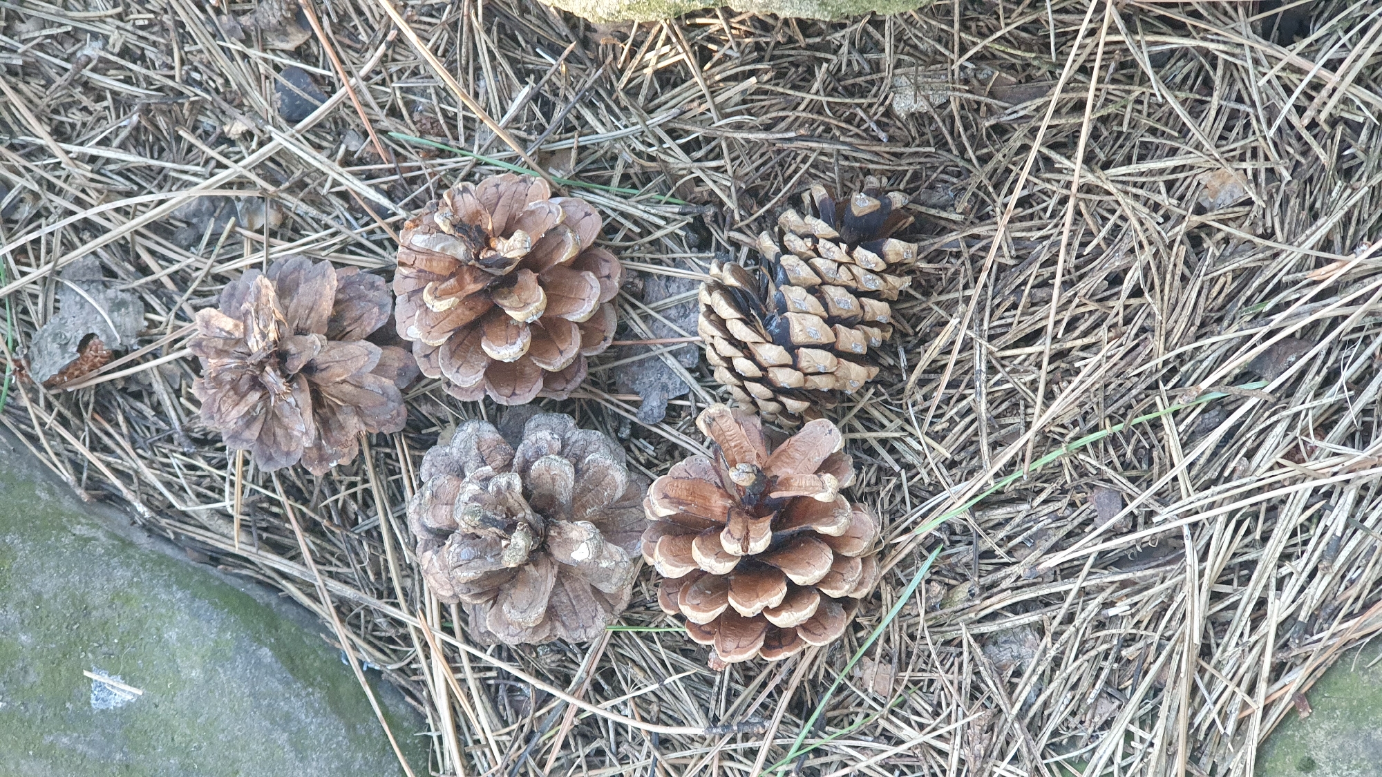 The image shows a close-up view of several pine cones scattered on a bed of dry pine needles and debris. The pine cones vary in size and stage of opening, with some appearing more tightly closed and others more fully spread. The ground cover is a dense layer of fallen pine needles, along with a few small twigs and fragments of leaves. In the upper left corner, a portion of a weathered, gray concrete or stone object is visible, suggesting an outdoor urban or park setting. The lighting suggests it is daytime, with natural light illuminating the scene. There are no people or animals present. The overall impression is one of a natural, yet somewhat managed, outdoor environment, consistent with an area in Ust-Labinsk, Russia, likely a park, forest edge, or residential yard.