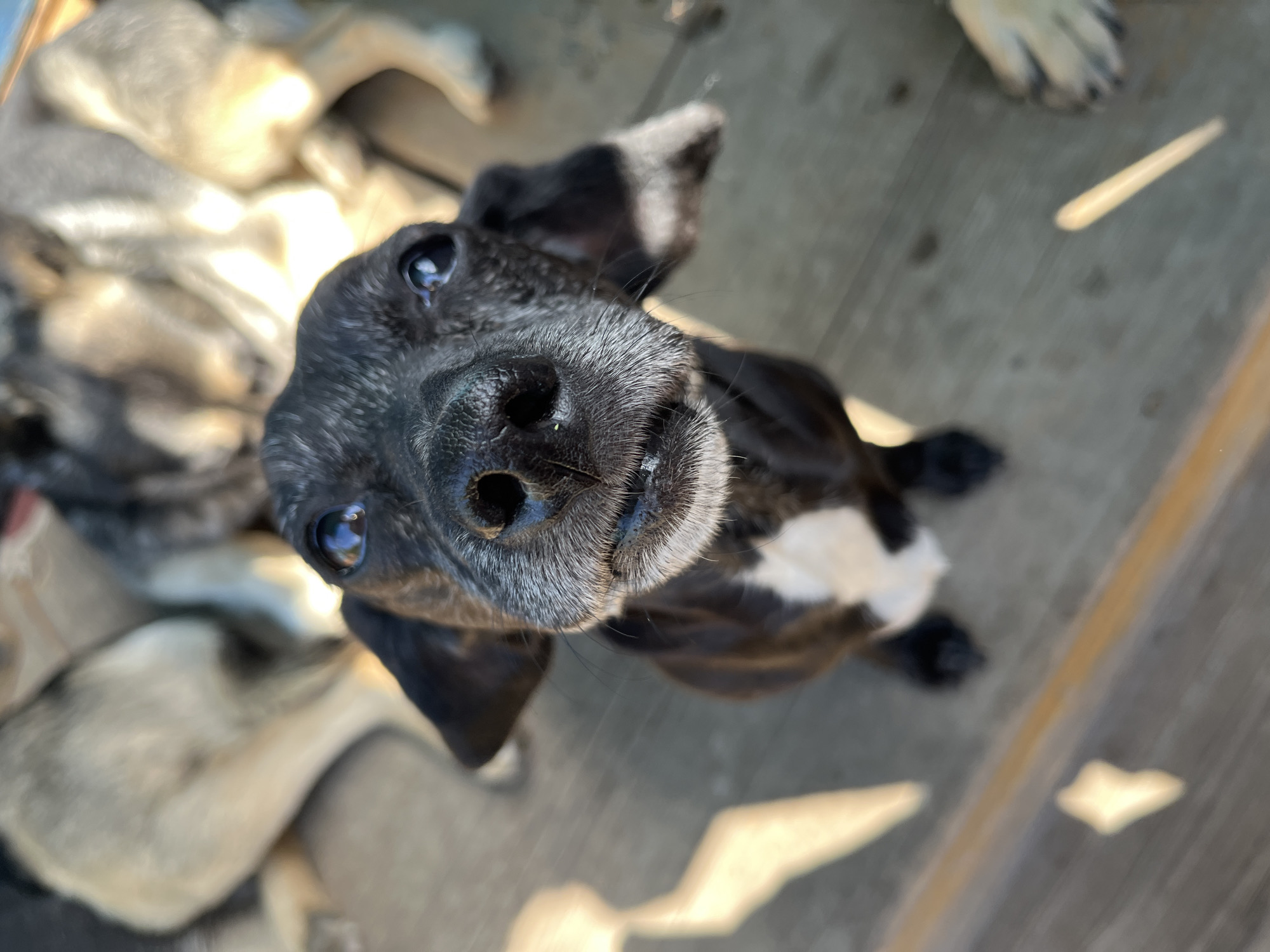 An overhead, close-up shot captures a black dog looking directly up at the camera with bright, curious eyes. The dog has a distinctive white muzzle, suggesting age, and a black, wet nose. A small patch of white fur is visible on its chest, extending down its front legs. Its ears are partially visible, one appearing slightly perked.
In the blurred background, several other light-colored dogs can be seen lounging or resting, out of focus, indicating a group of animals. A dog's paw is also visible in the upper right quadrant. The subjects are positioned on a light brown wooden surface, possibly a deck or floor, with visible plank lines and grain.
The lighting is bright, suggesting a sunny day, with strong highlights and shadows evident on the dog's fur and the wooden surface. The overall impression is one of a friendly, attentive dog engaging with the viewer. This scene takes place in Nizhny Tagil, Russia. There is no visible text.
