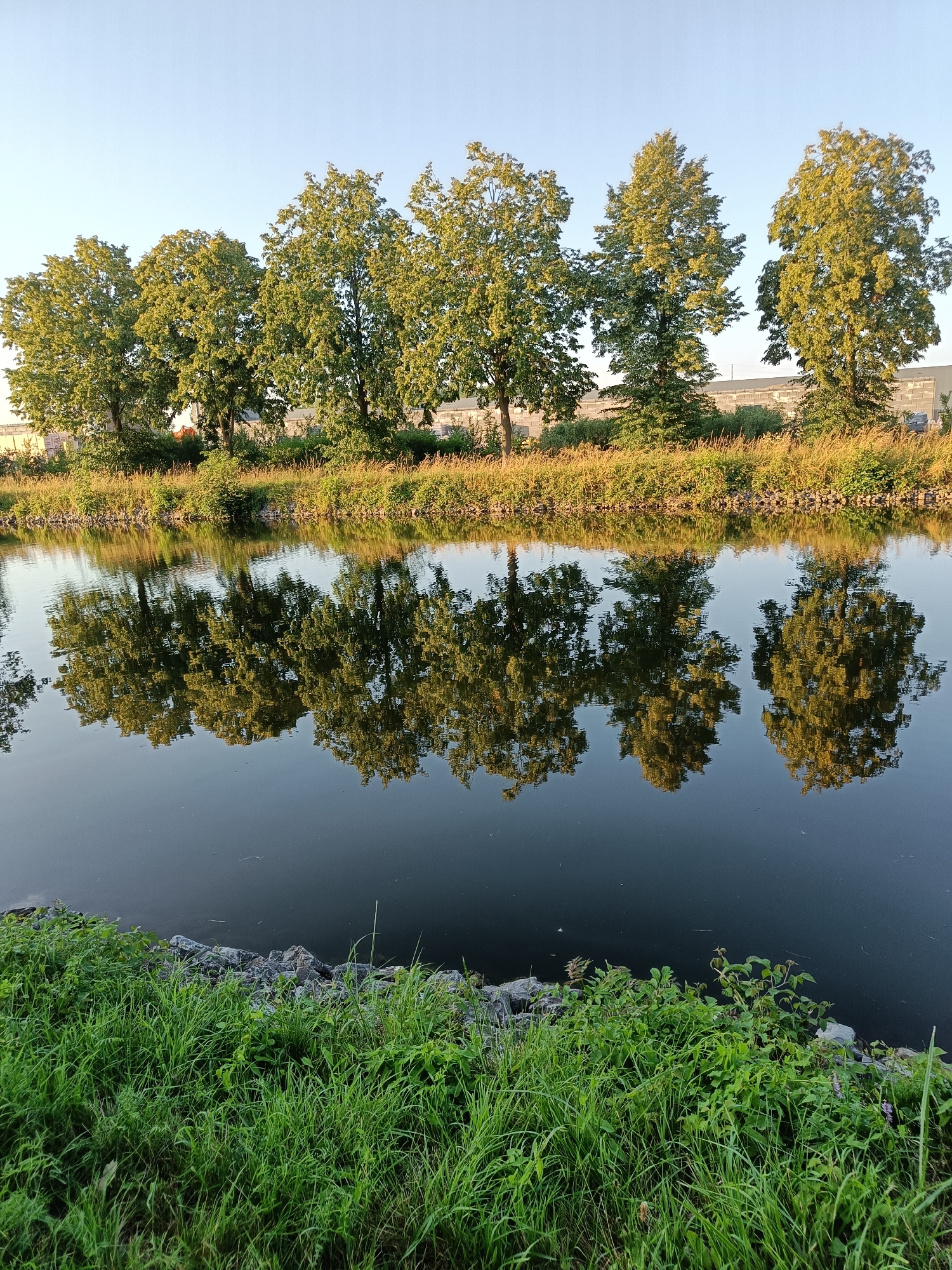 The image depicts a serene canal scene in Haacht, Belgium, under a clear, pale blue sky. A row of mature trees with lush green foliage lines the canal bank, their reflections perfectly mirrored in the still, dark water. The trees are interspersed with taller grasses and other low-lying vegetation, creating a natural embankment. In the background, a grey, nondescript building with a flat roof is visible behind the trees, suggesting an urban or industrial edge to the otherwise natural landscape. The foreground is dominated by vibrant green grass, with a scattering of rocks and some wild brambles near the canal's edge. No people are present in the image. The overall impression is one of tranquil natural beauty juxtaposed with a hint of human development.