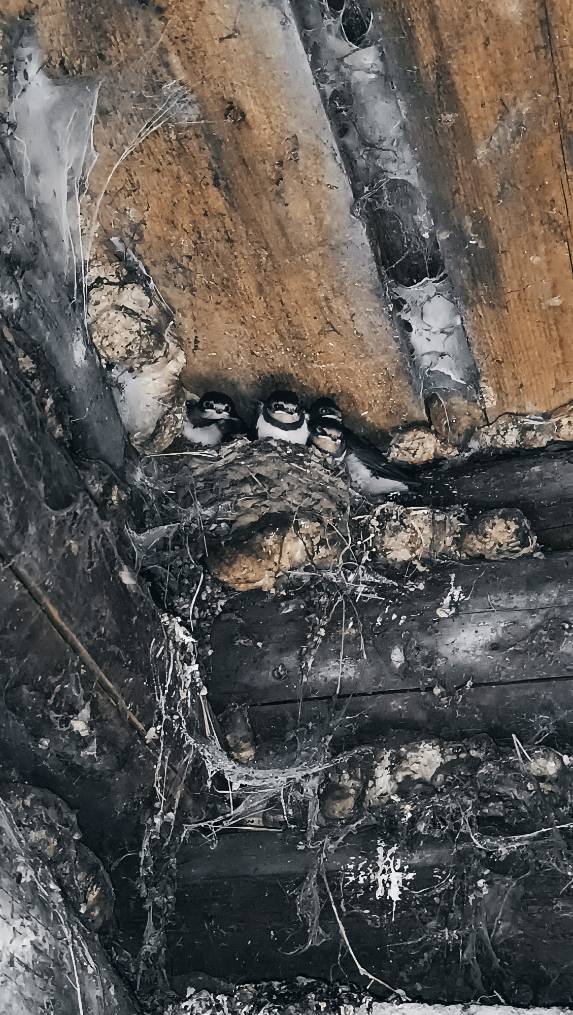 The image shows a close-up view of a bird's nest built under wooden beams. The nest is made of mud and straw, with visible cobwebs around it. Inside the nest are four small birds, likely nestlings, with black and white markings on their faces. They are huddled together, appearing alert. The wooden beams are weathered and appear to be part of an older structure. The background is dark and out of focus, emphasizing the birds and their nest. This scene is not located in Karsha, Russia, as there is no city by that name in Russia.