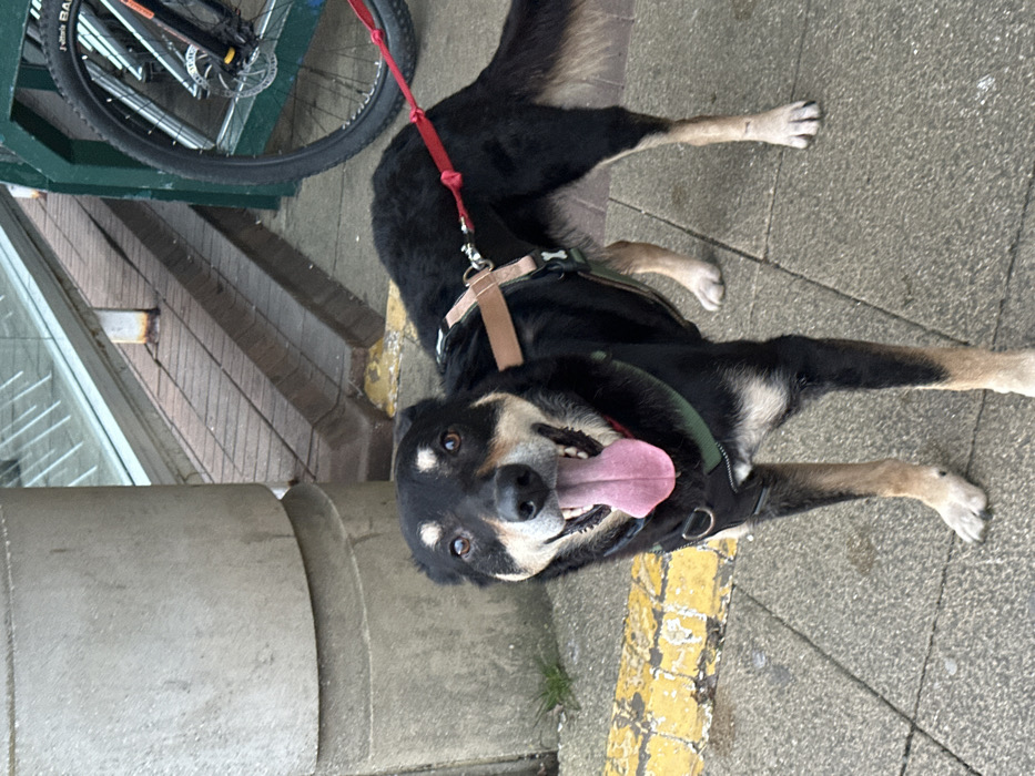 A black and tan mixed-breed dog stands on a grey tiled pavement in Corby, United Kingdom. The dog is positioned centrally, facing the camera directly, with its mouth open and a pink tongue extended. It wears a dark green harness on its torso, connected to a light brown strap, which is attached to a red leash leading off-camera to the right. Tan markings are present above the dog's eyes, on its muzzle, chest, and lower legs. To the left, a grey cylindrical concrete pillar rises vertically. A worn yellow painted line borders the pavement in the foreground, with minimal green vegetation emerging from cracks. To the right and behind the dog, a dark green metal bicycle rack secures a bicycle. Visible components of the bicycle include a black front wheel with a silver disc brake and an orange suspension fork. In the background, a structure featuring brown steps or a ramp and a glass panel or railing is discernible.