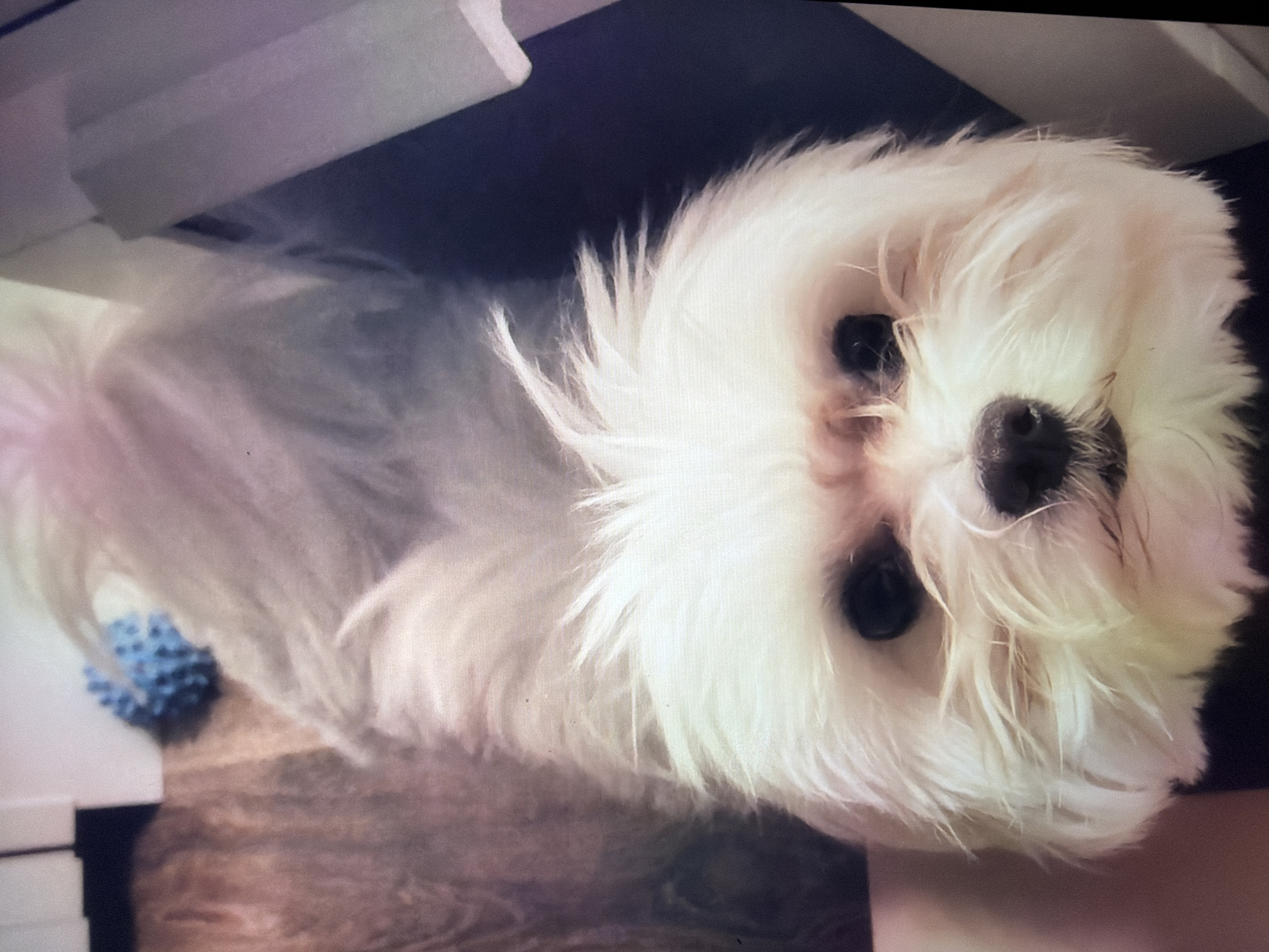 A close-up, high-angle shot captures a small, fluffy white dog with dark eyes and a black nose. The dog's fur is long and appears to be groomed. In the background, a blue spiky ball is visible on a wooden floor. The image is slightly blurred and has a soft, pastel-like quality due to lighting conditions or editing. The location of this scene in Kotelniki, Russia, is not discernible from the visual information provided in the image.