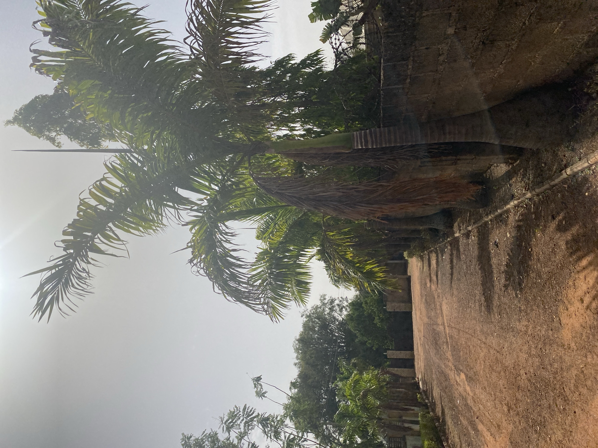 The image depicts a dirt road lined with palm trees and foliage, next to a concrete wall. The scene is set in Bukuru, Nigeria. The sky is overcast. The lighting suggests it is daytime. There are no people visible.