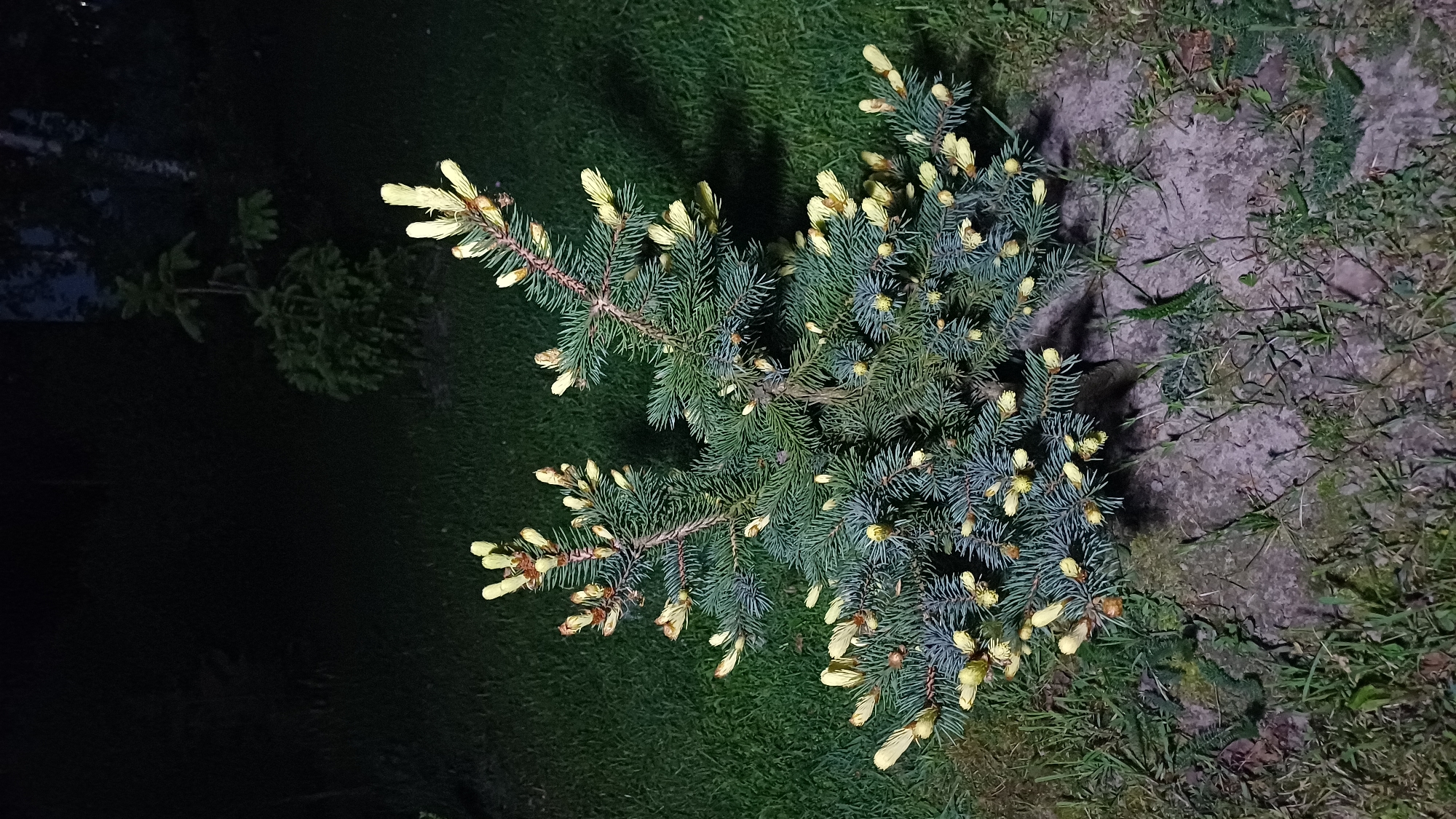 The image depicts a small spruce tree with new growth, characterized by light yellow buds at the tips of its branches. The tree is surrounded by a lawn of green grass. Adjacent to the spruce, the ground transitions to a less manicured area with bare earth and scattered vegetation. In the background, there is a second smaller spruce tree. The lighting suggests the photo was taken either in low light conditions or at night. The location is Timokhovo, Russia, as indicated in the prompt.