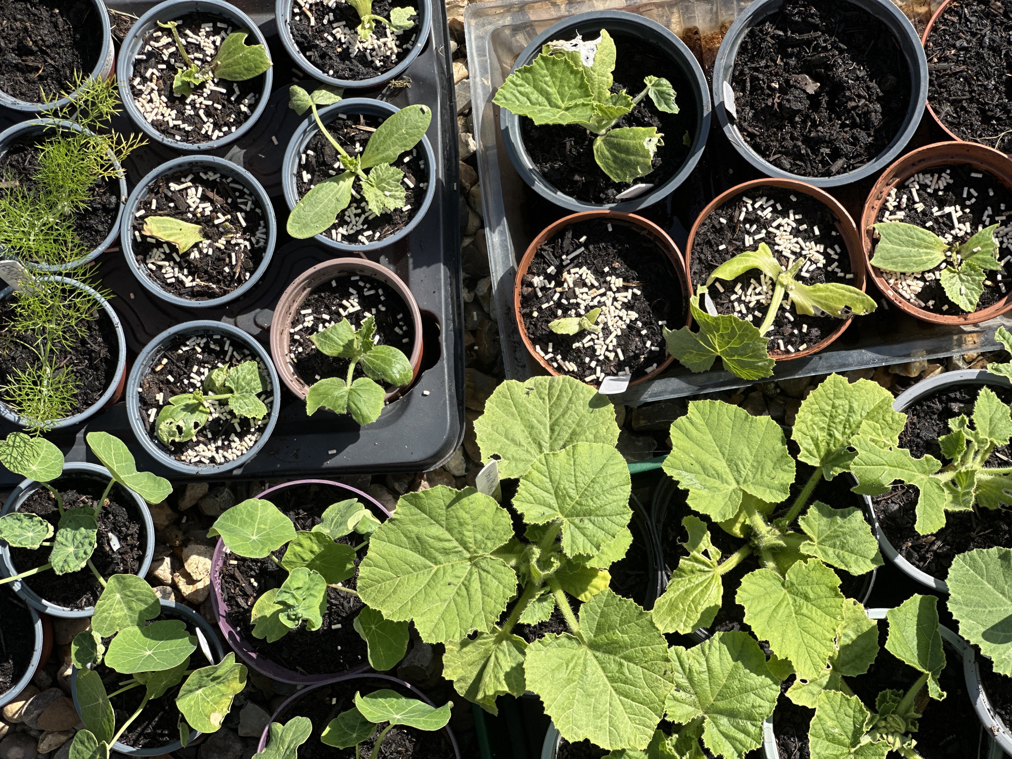 The image shows an assortment of potted plants in various stages of growth, likely in an outdoor setting, possibly a garden or plant nursery in Tunbridge Wells, United Kingdom. The plants are arranged in pots of varying sizes and colors, including grey, brown, and purple. The soil in the pots is dark, with visible white fertilizer granules scattered on the surface. The plants vary from small seedlings with cotyledons to more mature plants with several leaves. Some plants appear to be suffering damage, as evidenced by partially eaten or withered leaves. The scene is shot from a high-angle perspective under bright sunlight, casting shadows across the pots and plants.
