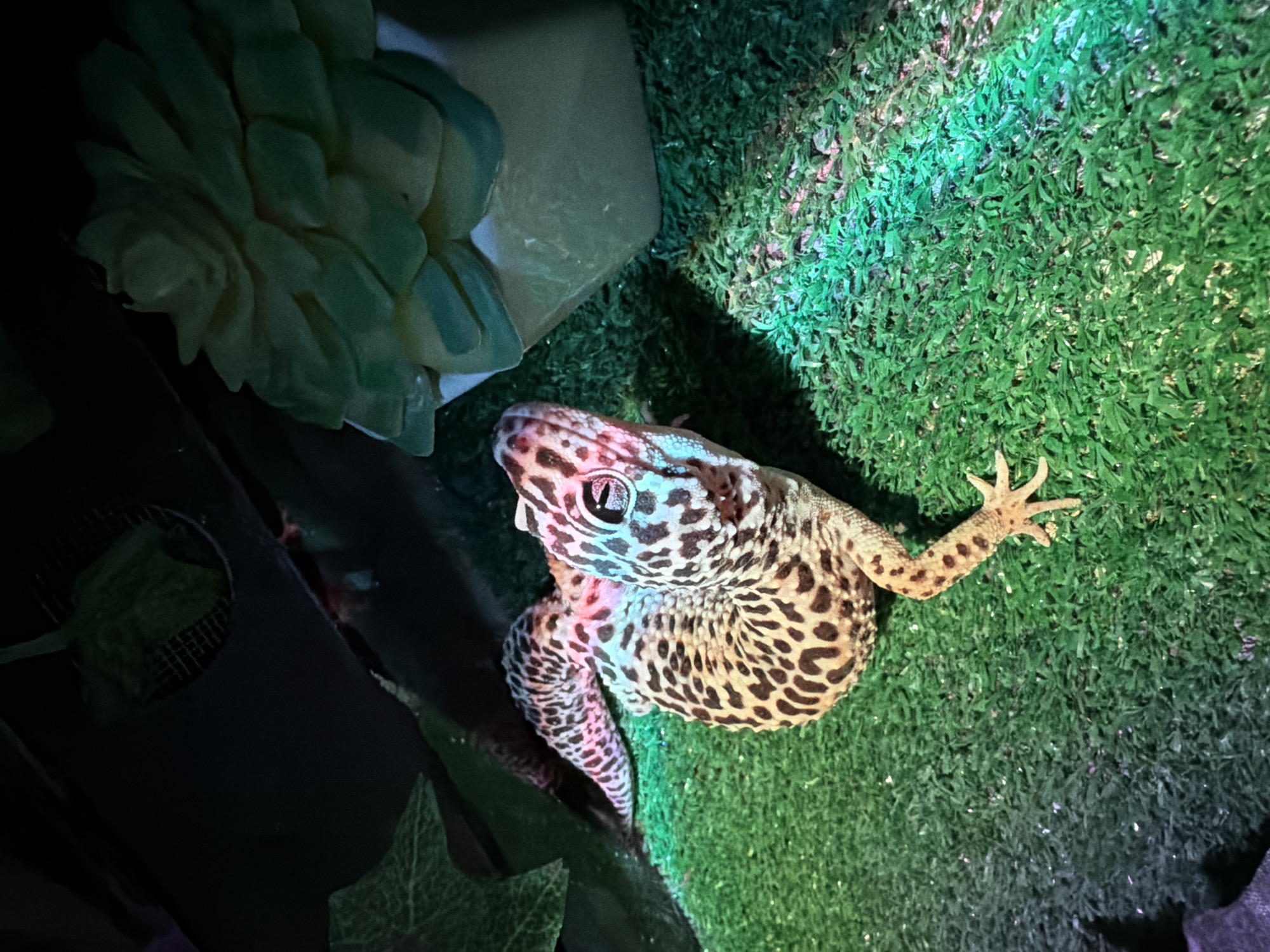A high-angle, medium shot depicts a leopard gecko perched on artificial green turf. The gecko has a spotted pattern in black and tan. The head is slightly raised and facing the viewer. To the left of the gecko, there is a ceramic object that appears to be a succulent planter with a faux succulent. There's a dark area towards the lower-left corner with a glimpse of artificial green leaves. No people are visible. The location of the scene is not discernible as Chaikovsky, Russia.