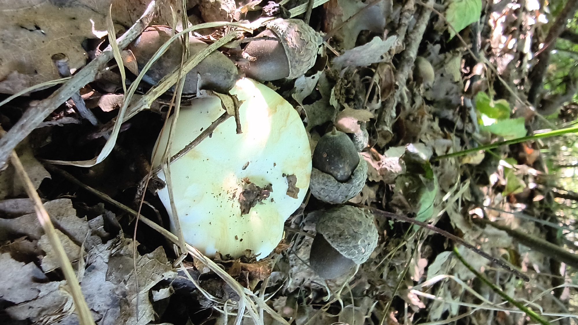 In the city of Mikhaylovka, Russia, a close-up, eye-level shot captures a forest floor scene. The foreground is dominated by a pale, round mushroom, its cap slightly concave and showing some dirt and debris. Several acorns, some still partially enclosed in their caps, are clustered around the mushroom and in the surrounding leaf litter. The environment is characterized by dry leaves, twigs, and branches scattered across the ground, suggesting an autumnal or dry period. Green foliage and thicker branches are visible in the blurred background, indicating a wooded area. The lighting is natural and dappled, with shadows present, creating a sense of depth. No people or animals are visible in the image.